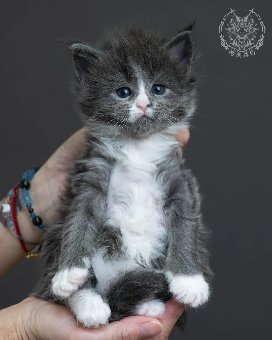 藍煙燻緬因貓 1