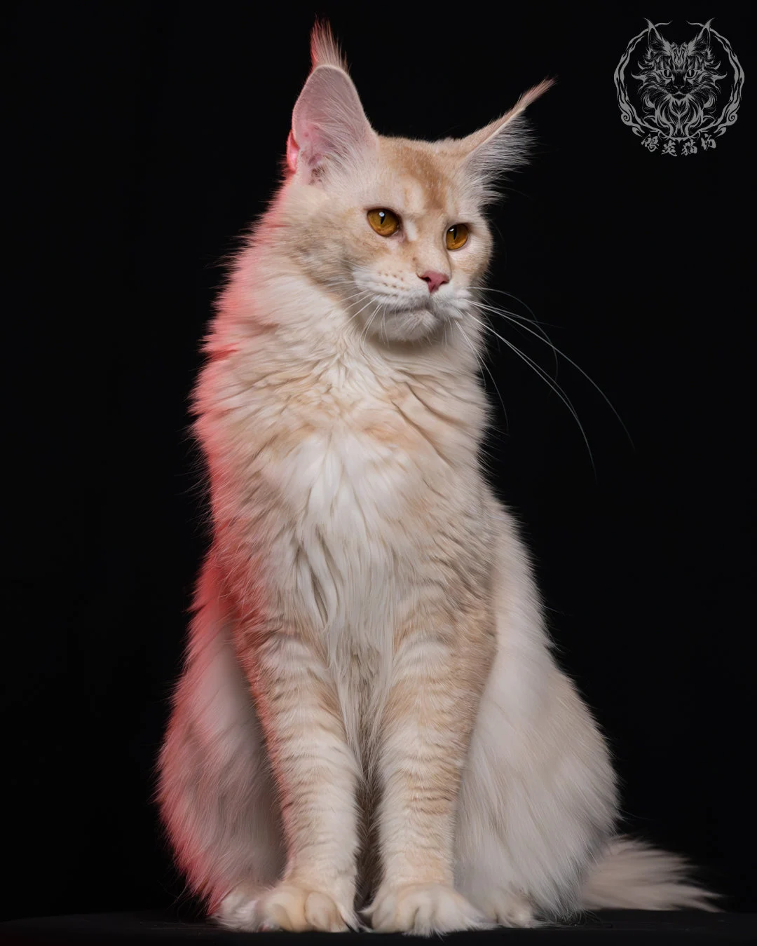 乳銀陰影緬因貓 4