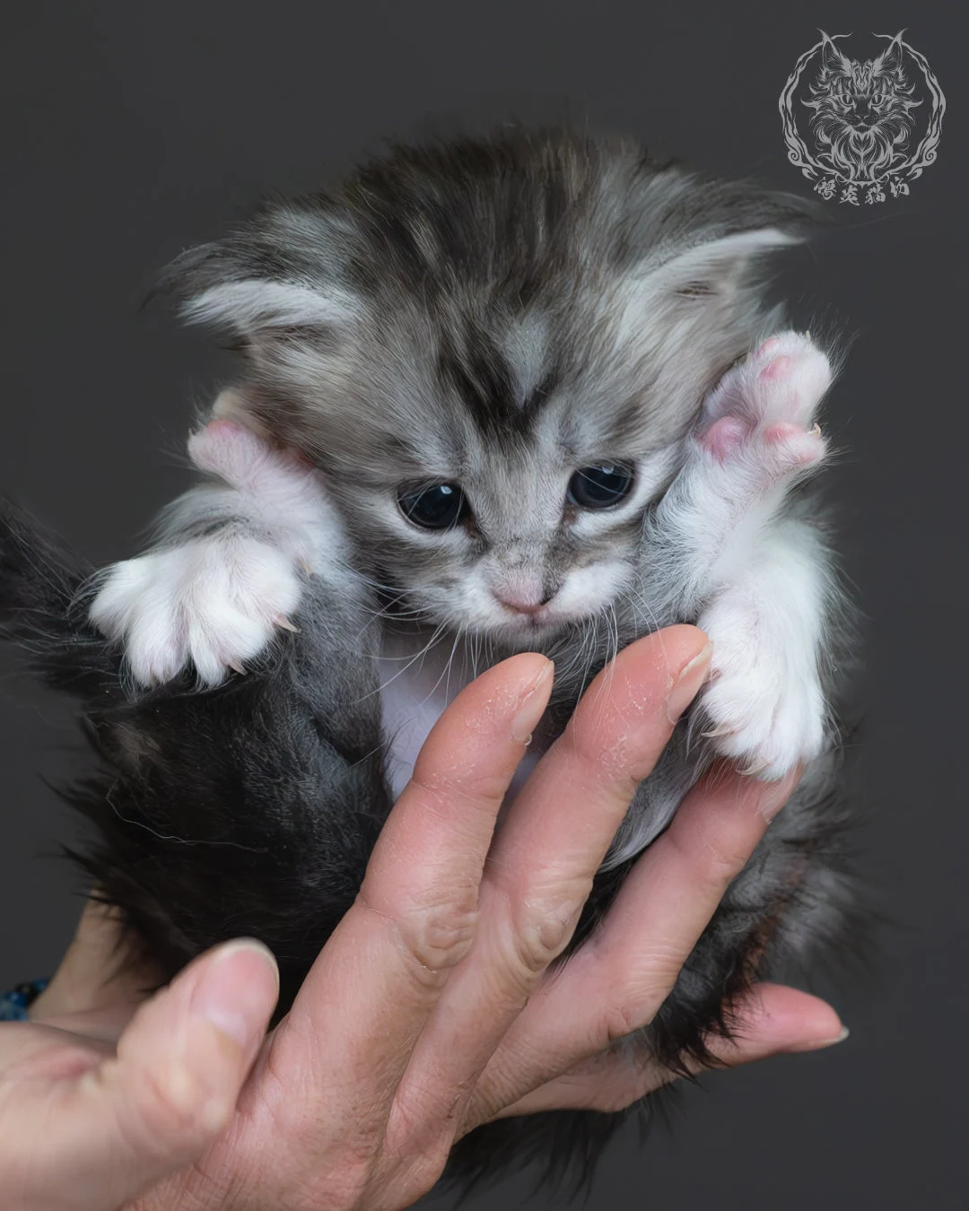 黑銀虎斑緬因貓 4