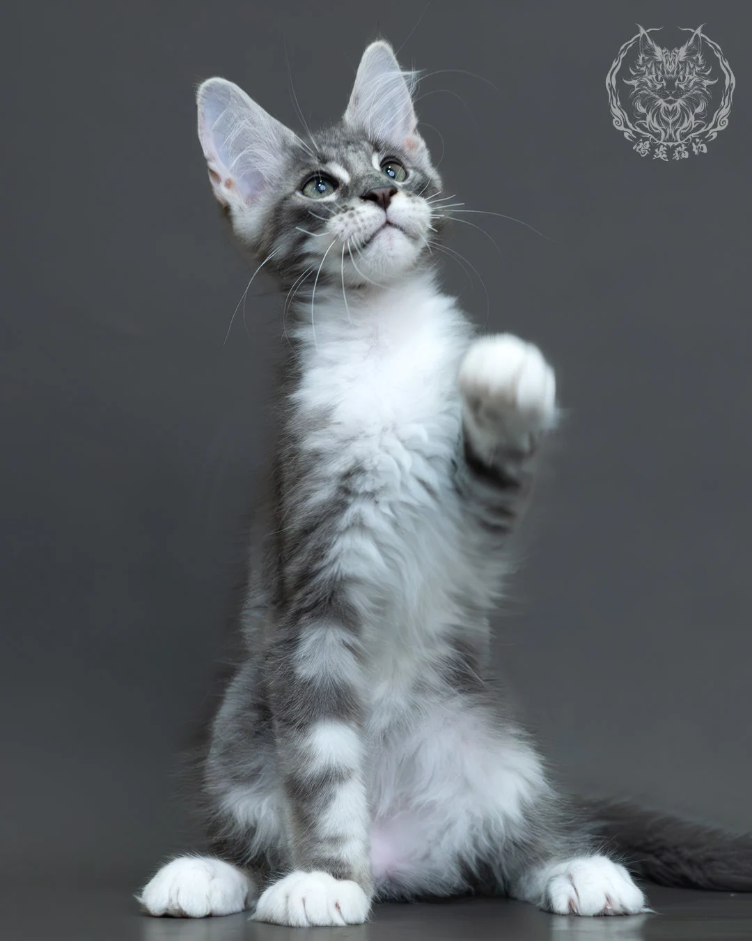 藍銀虎斑緬因貓 9