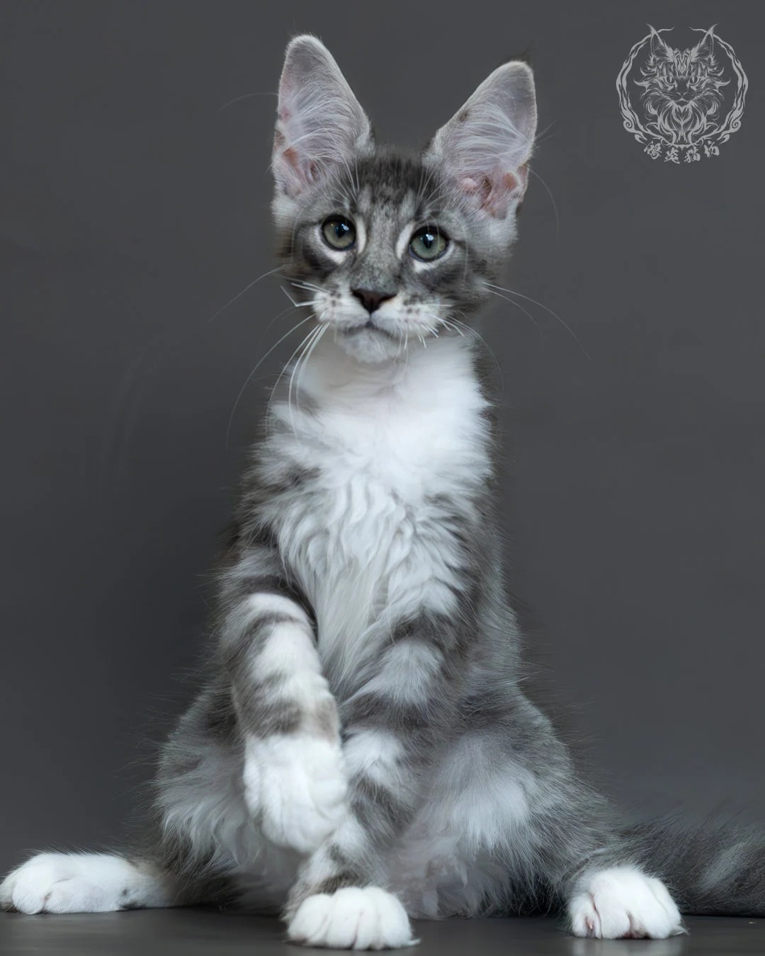 藍銀虎斑緬因貓 13