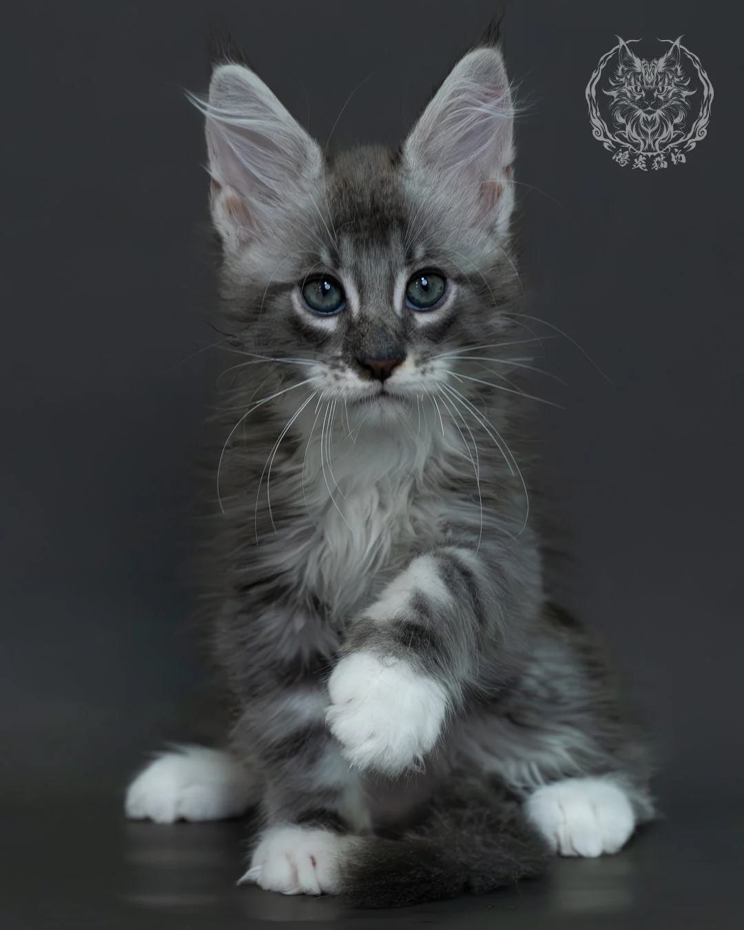 藍銀虎斑緬因貓 10