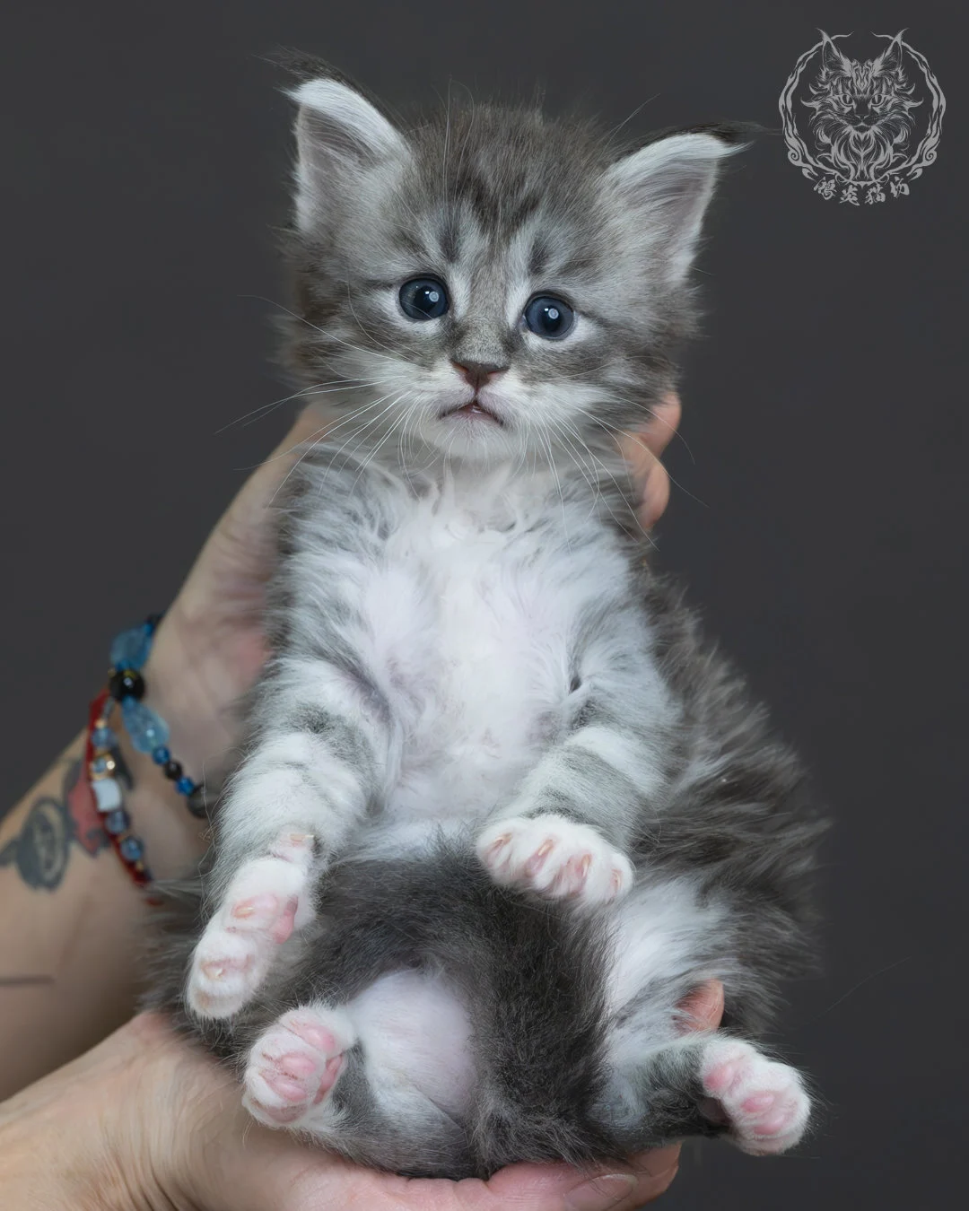 藍銀虎斑緬因貓 2