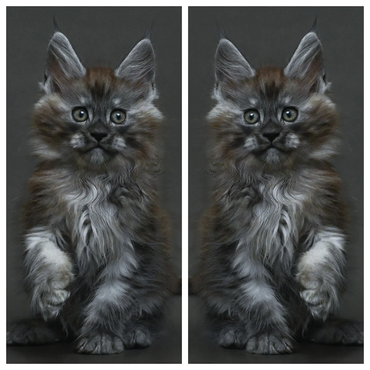 黑銀虎斑緬因貓