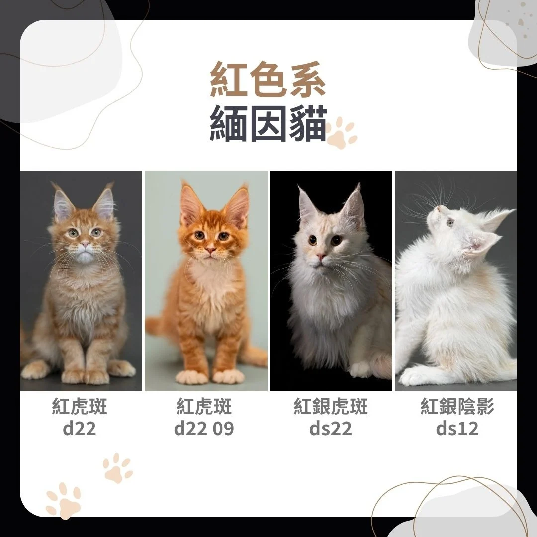 紅色系緬因貓
