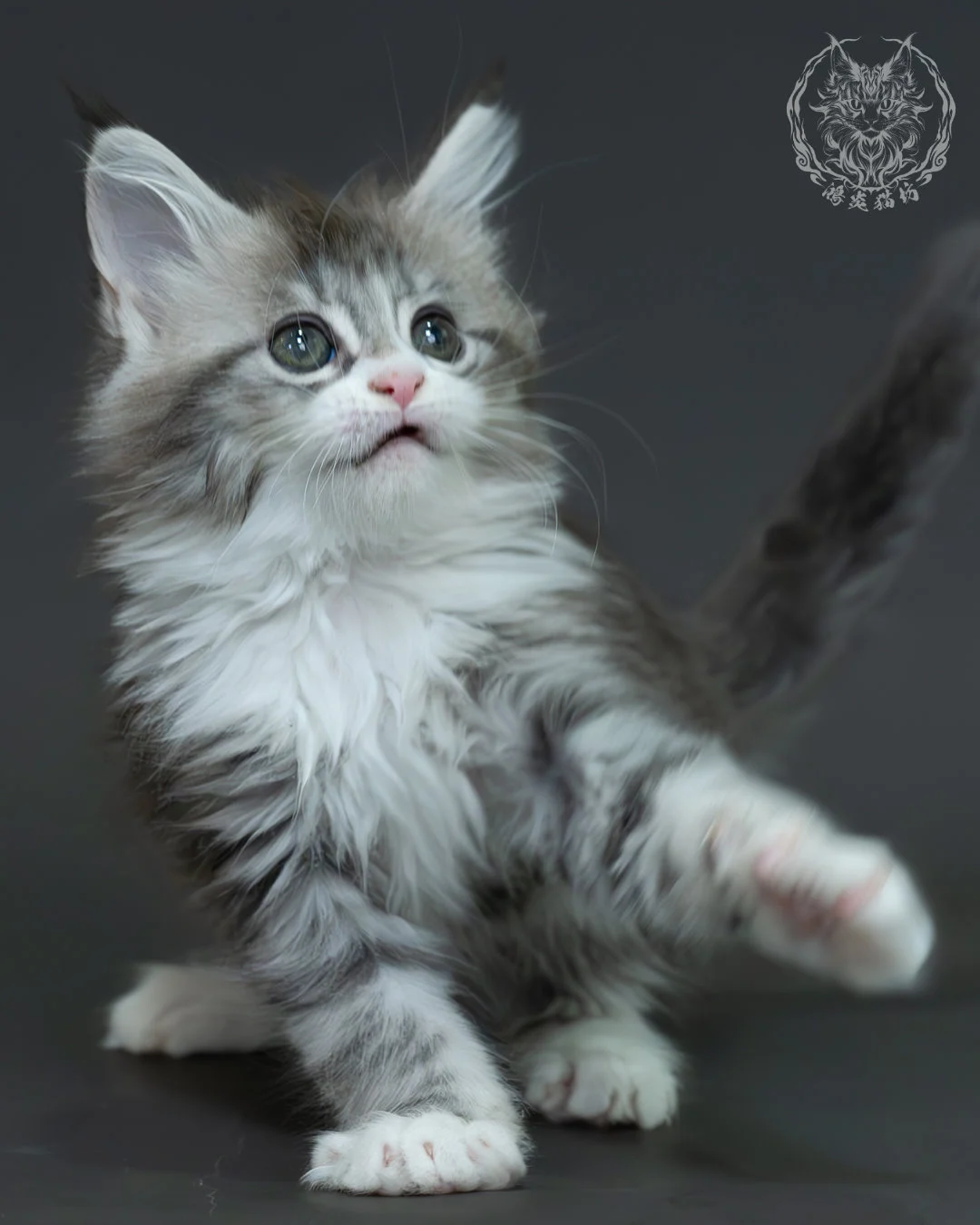 藍銀虎斑緬因貓 4