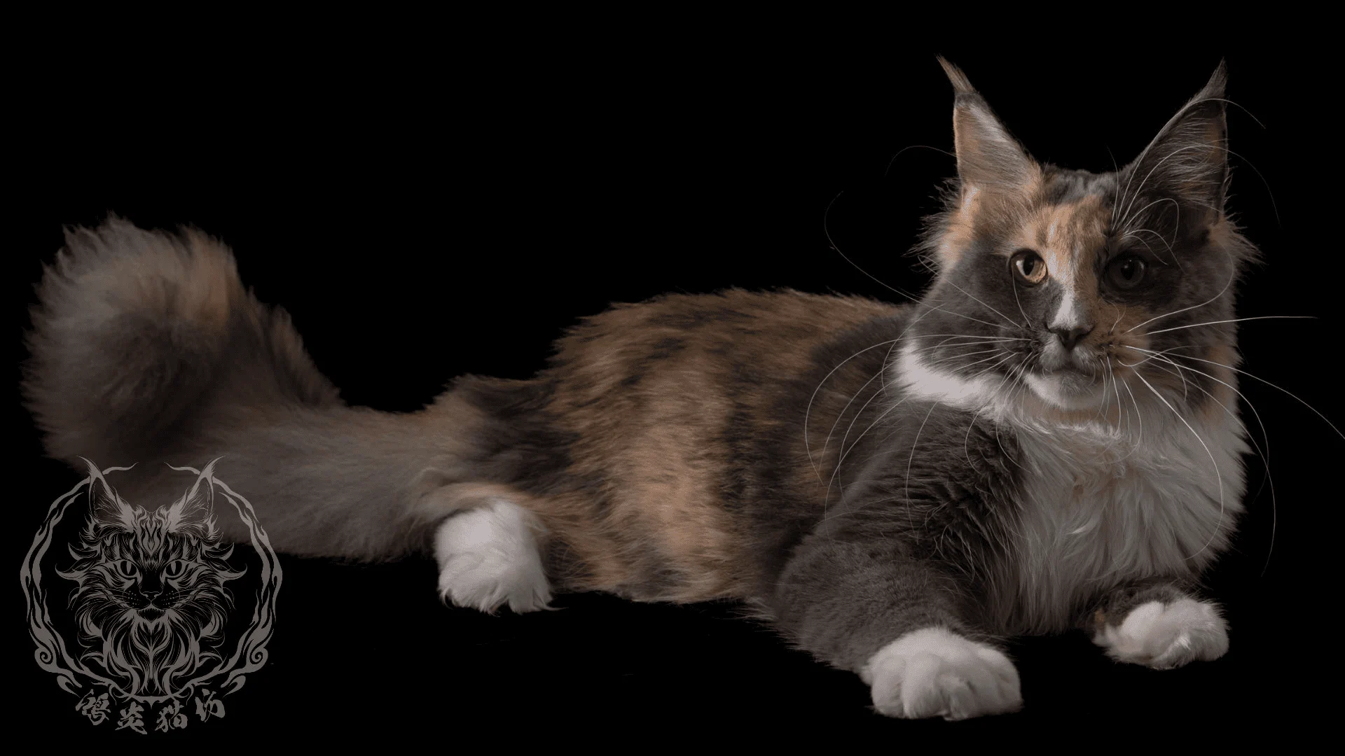 藍乳煙玳瑁緬因貓 gs09