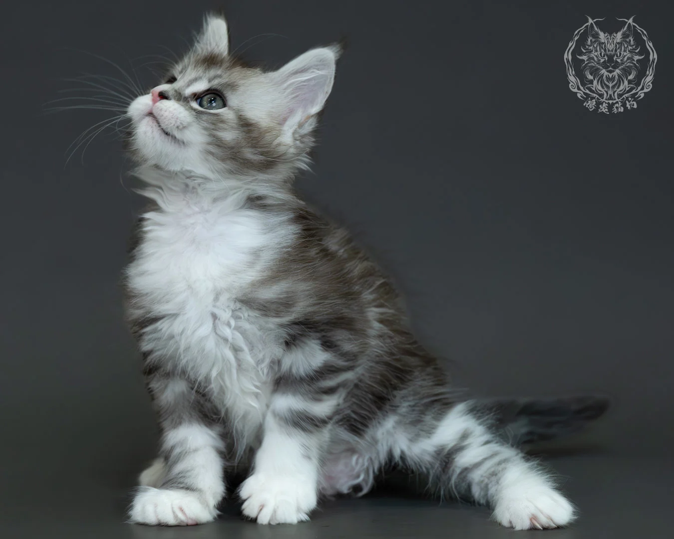 黑銀虎斑緬因貓 16