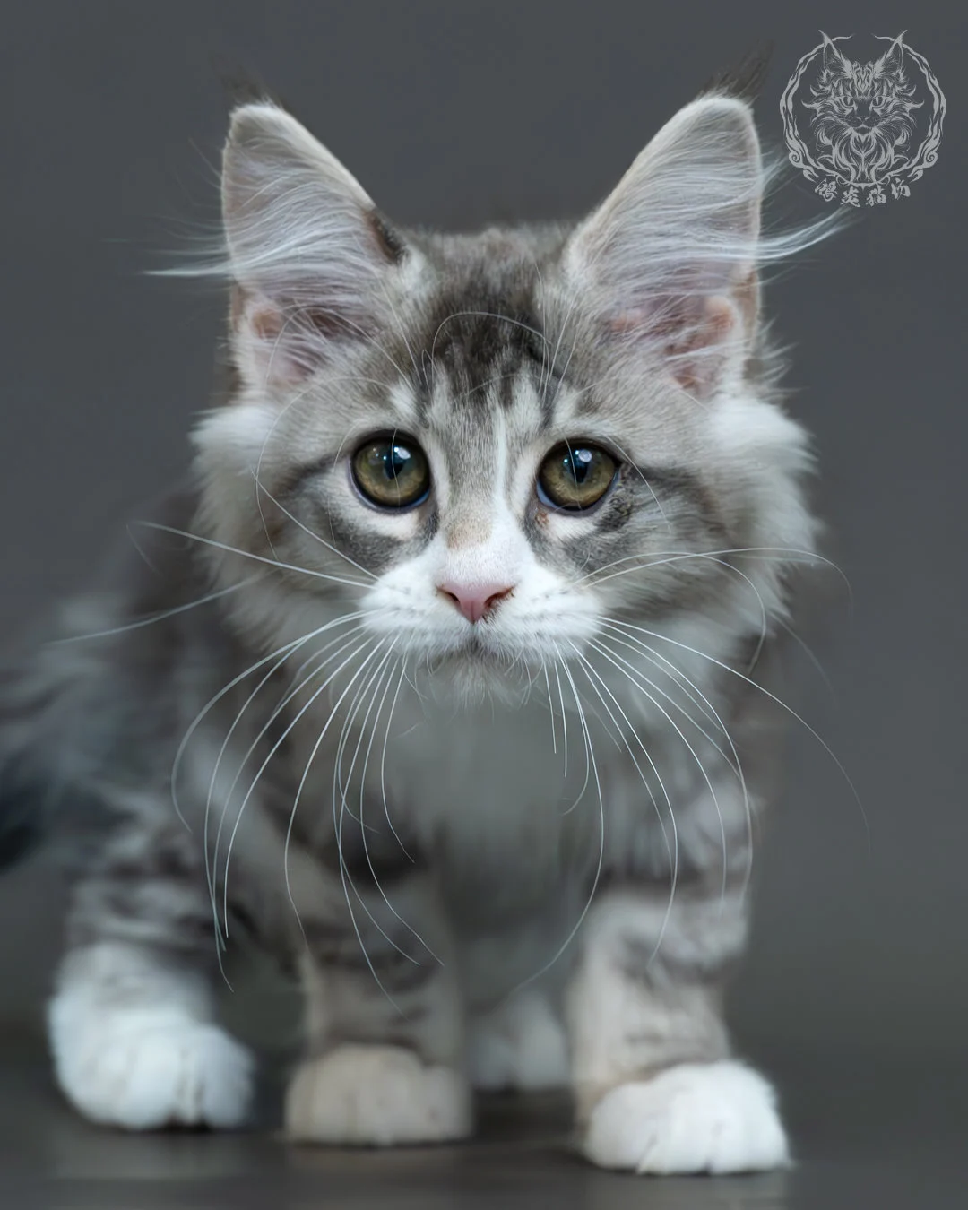 藍銀虎斑緬因貓 8