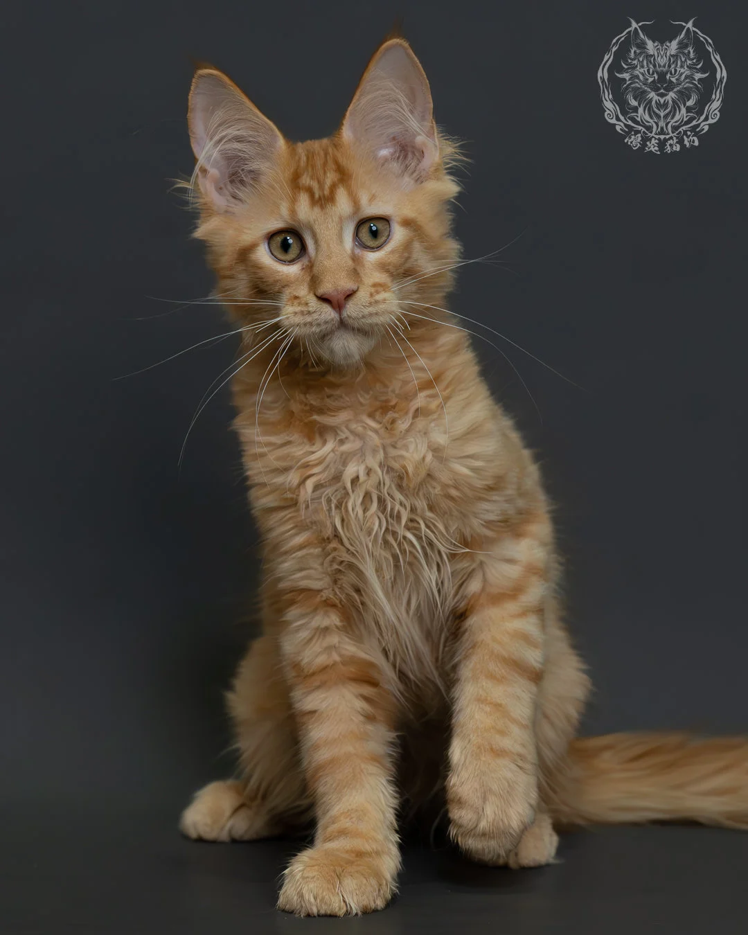 紅虎斑緬因貓 10