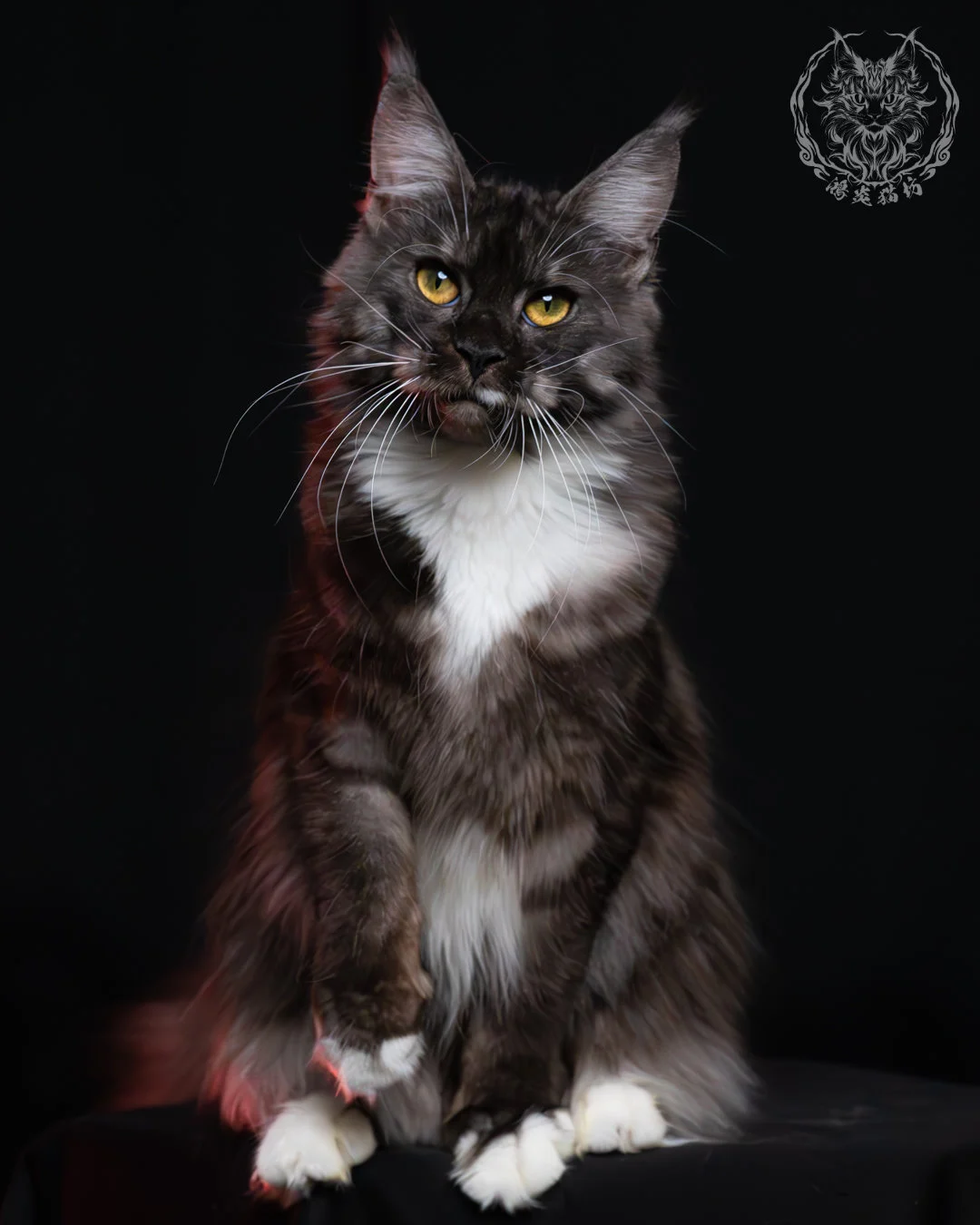 黑煙燻緬因貓(+白)