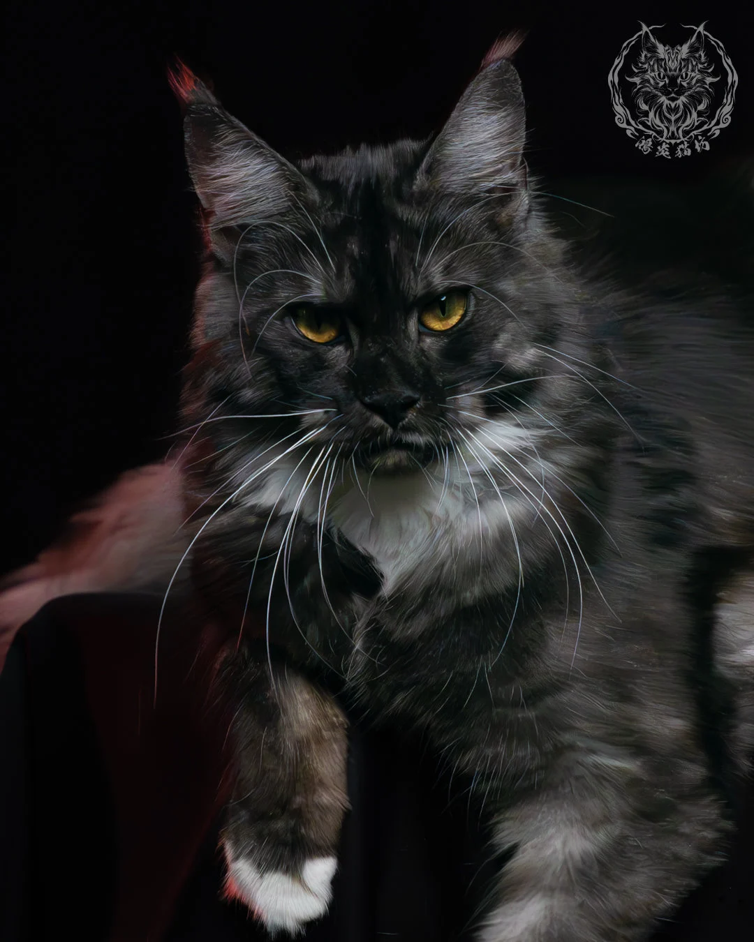 黑煙燻緬因貓(+白)