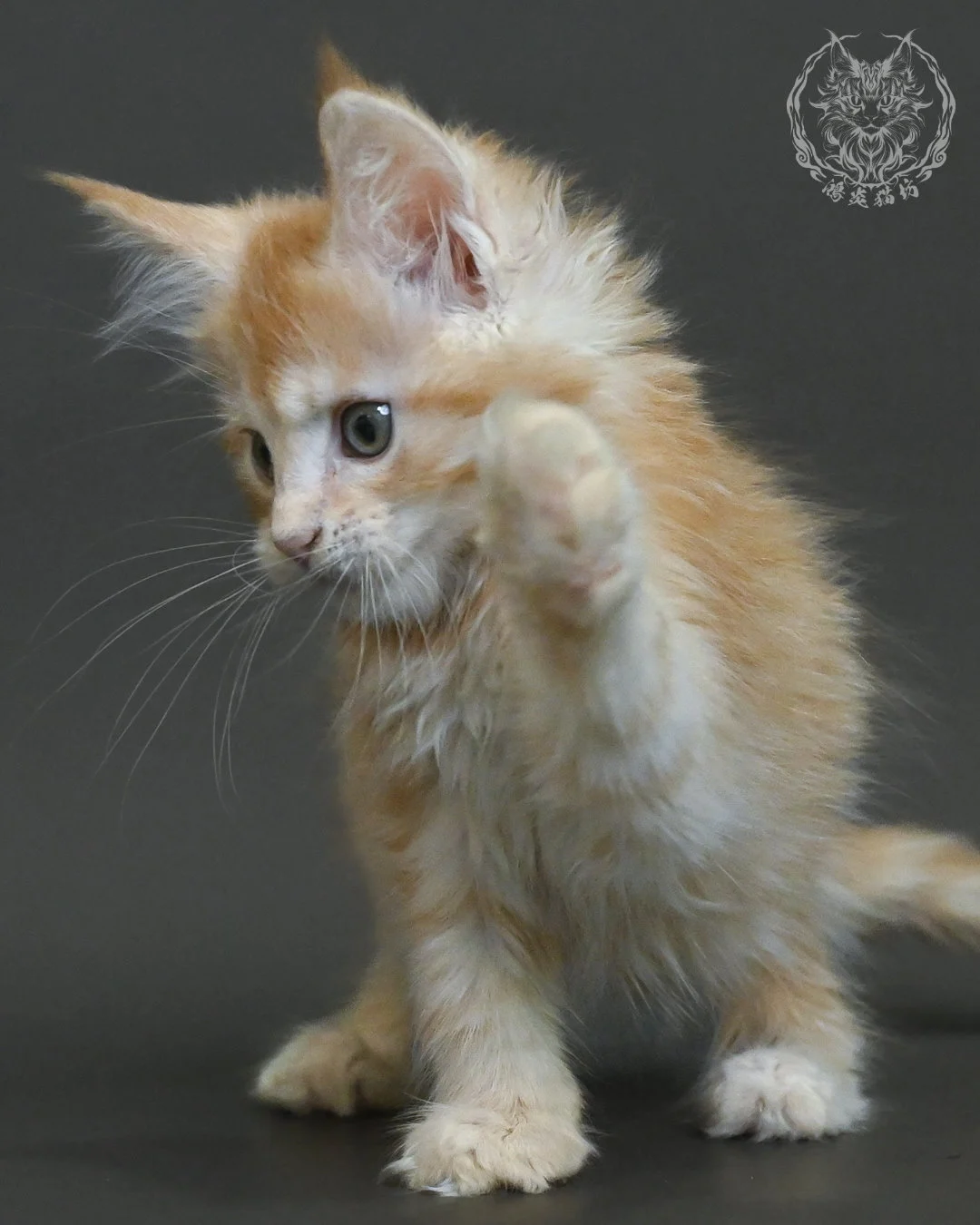 紅銀虎斑緬因貓 11