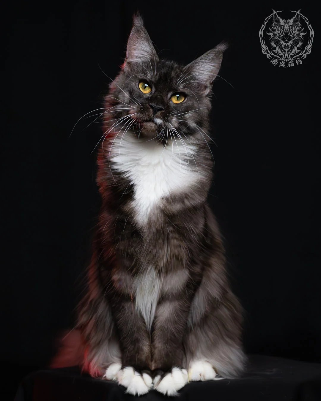 黑煙燻緬因貓(+白)