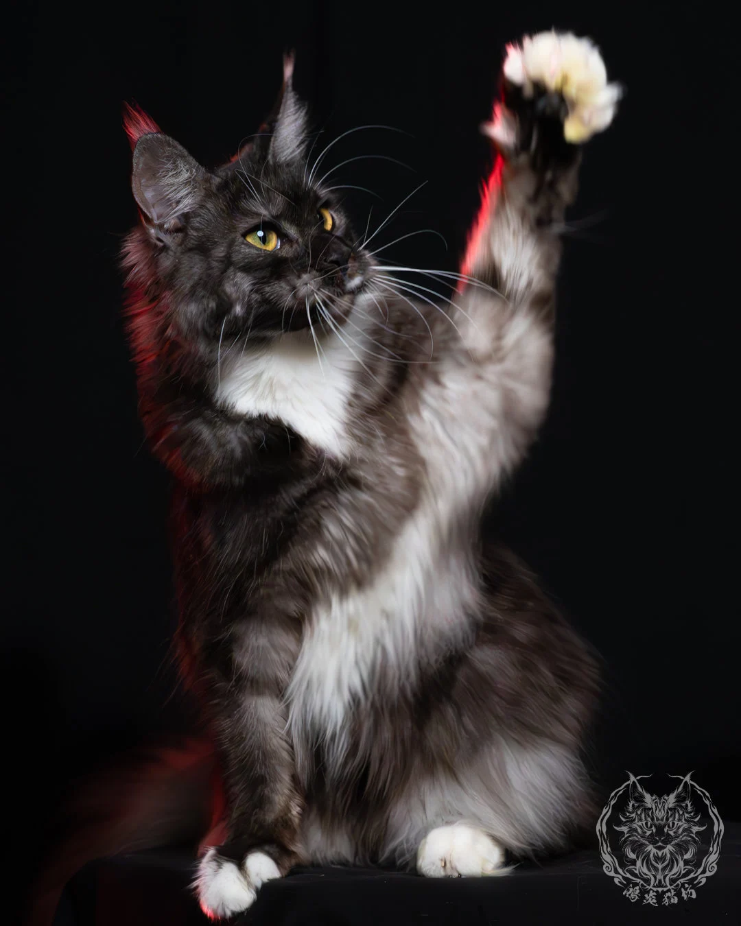 黑煙燻緬因貓(+白)