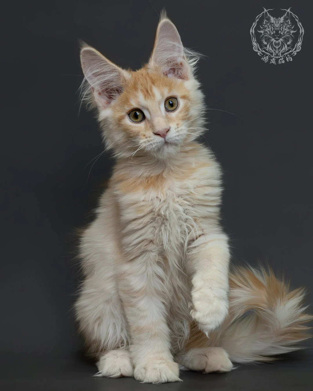 紅銀虎斑緬因貓 7