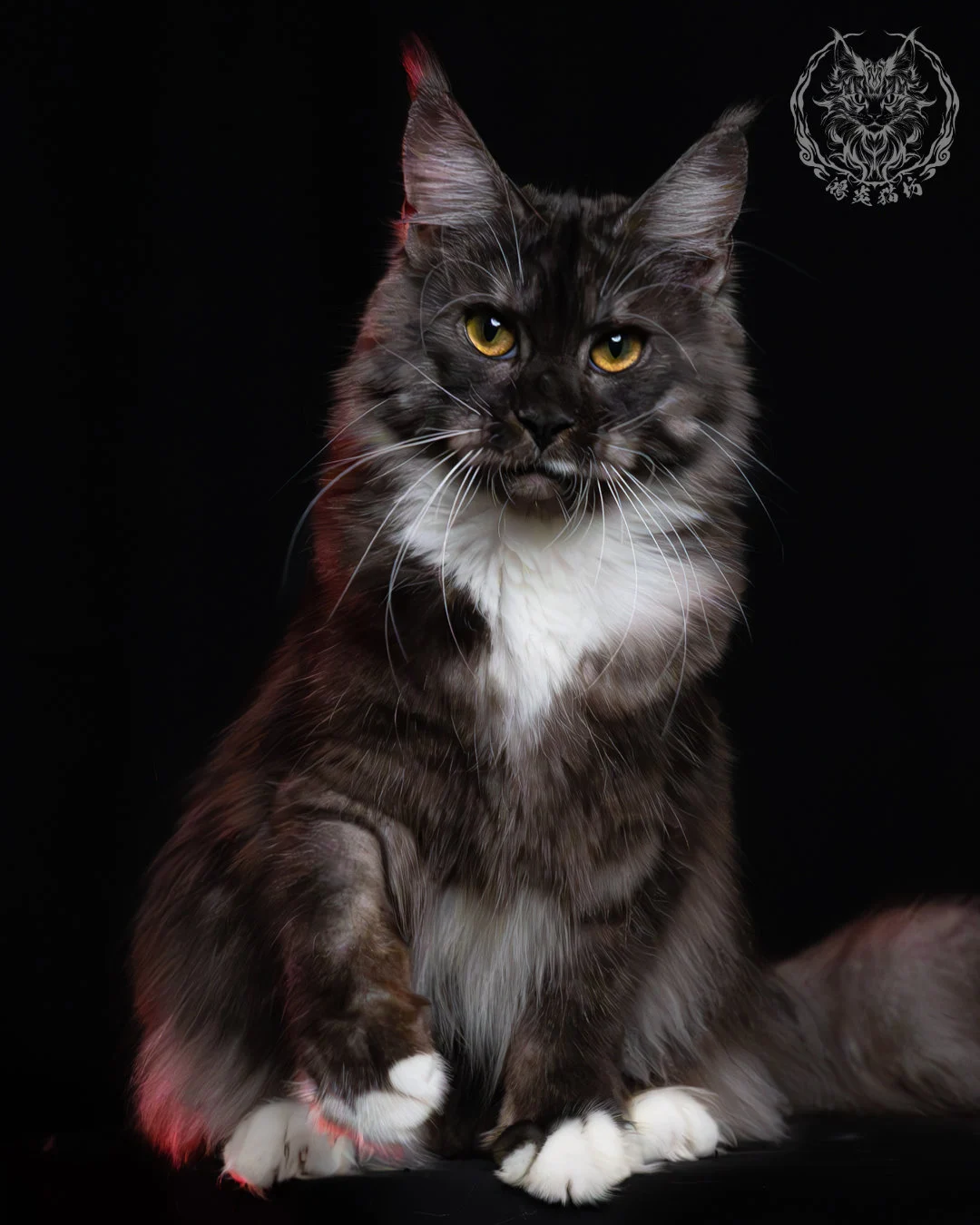 黑煙燻緬因貓(+白)