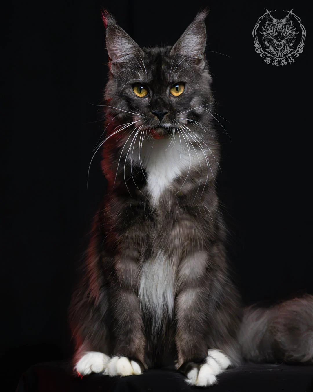 黑煙燻緬因貓(+白)