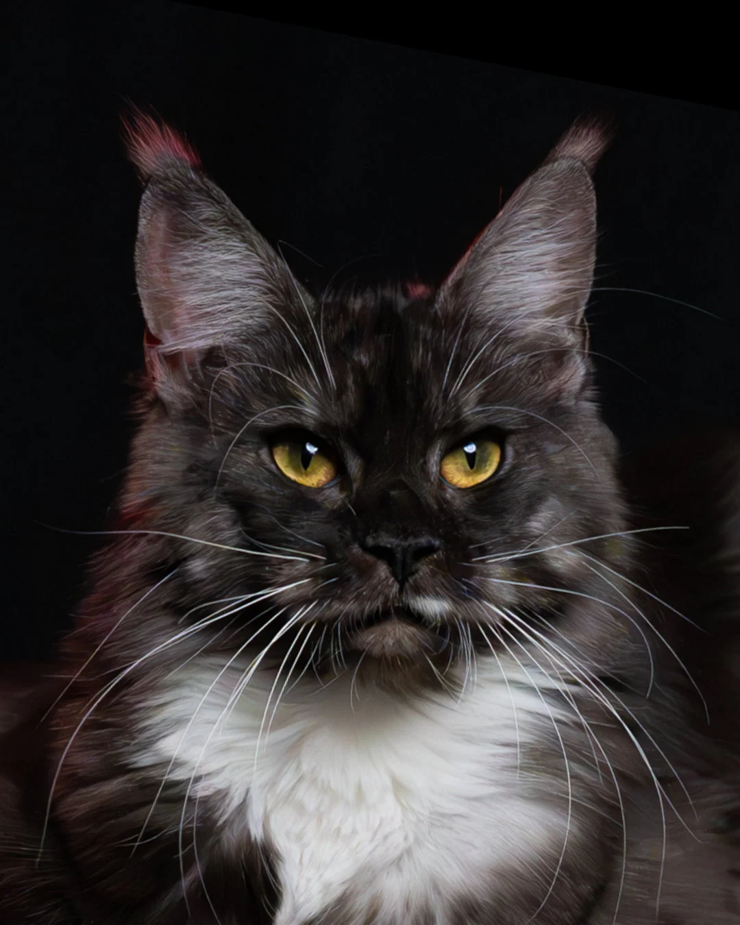 黑煙燻緬因貓(+白)