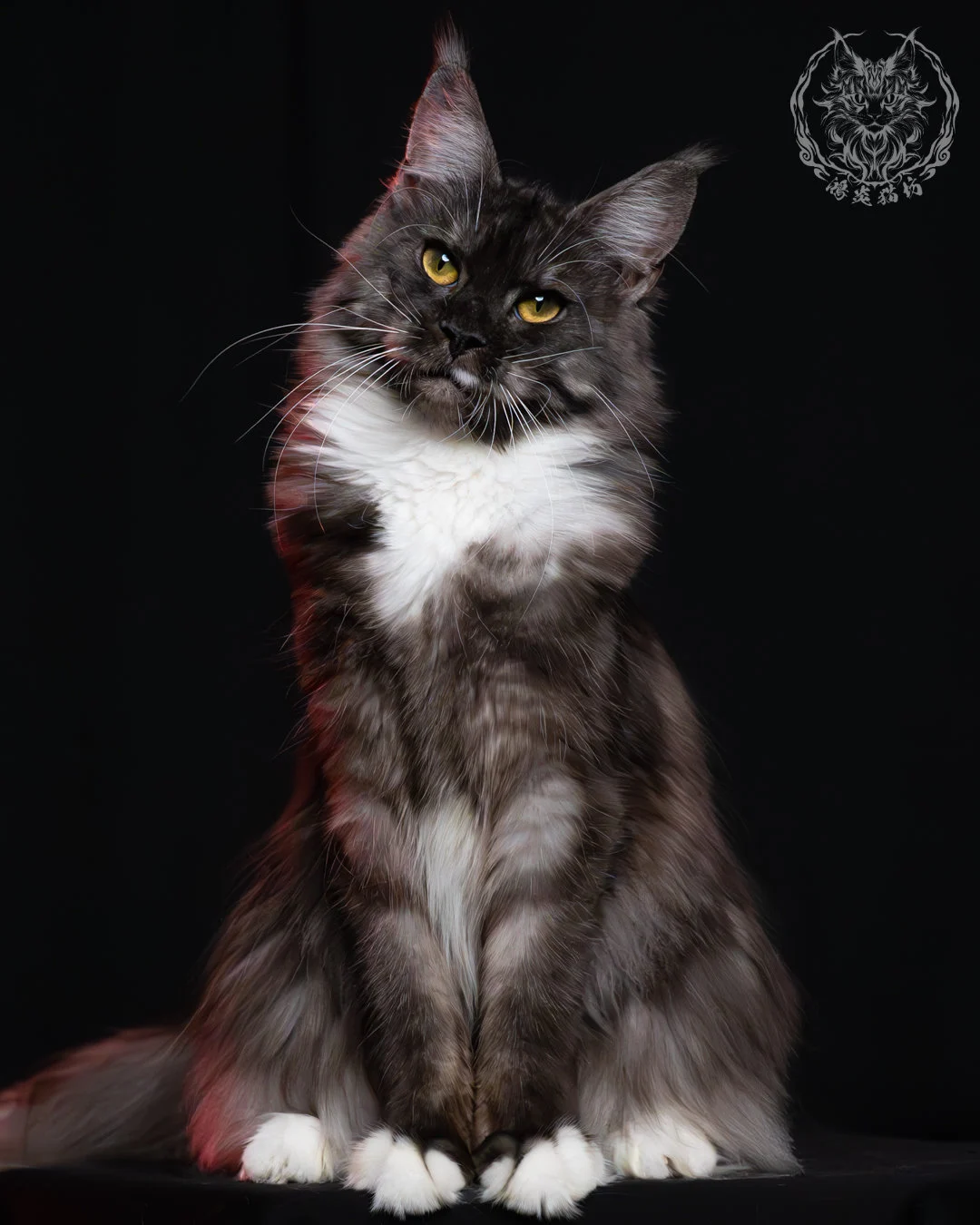 黑煙燻緬因貓(+白)