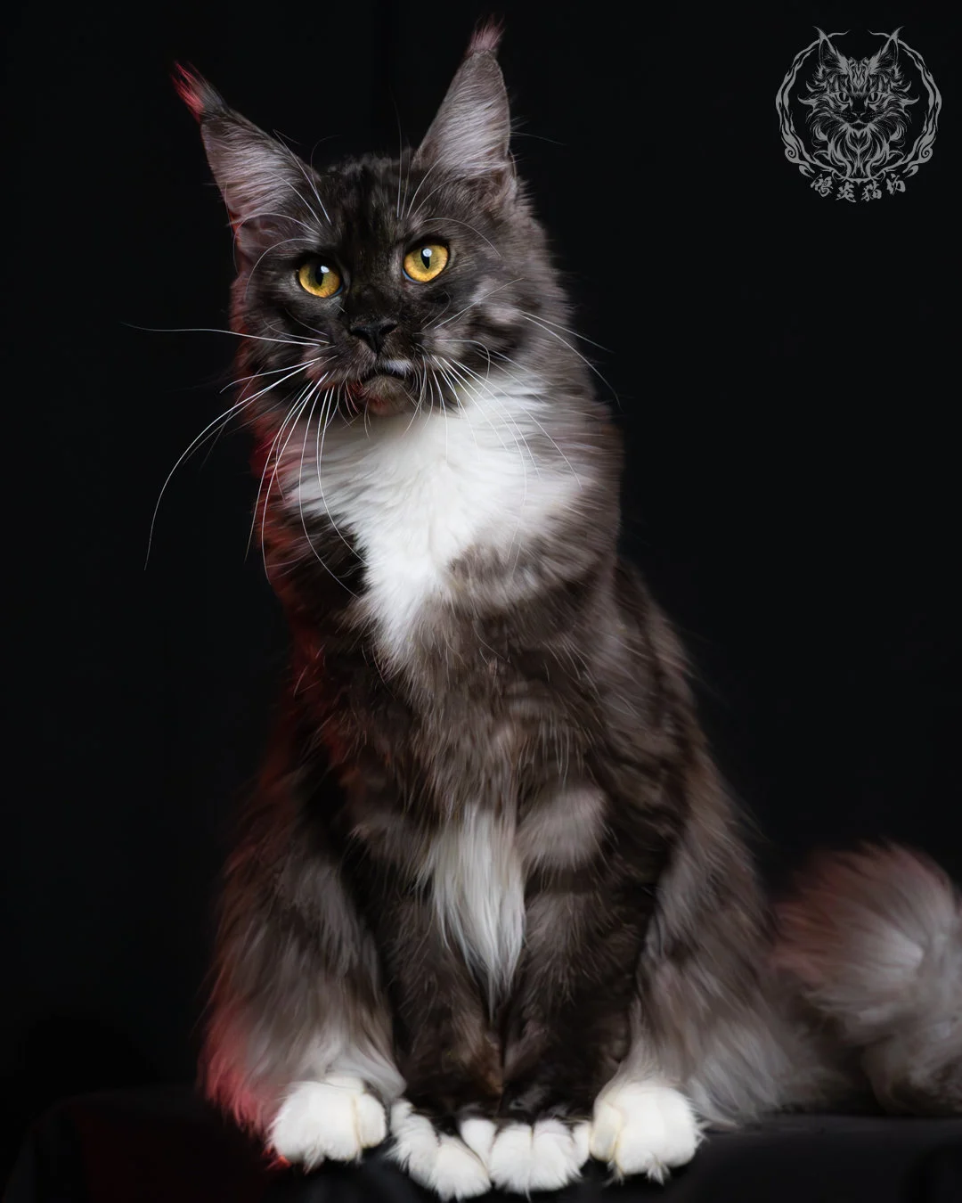 黑煙燻緬因貓(+白)