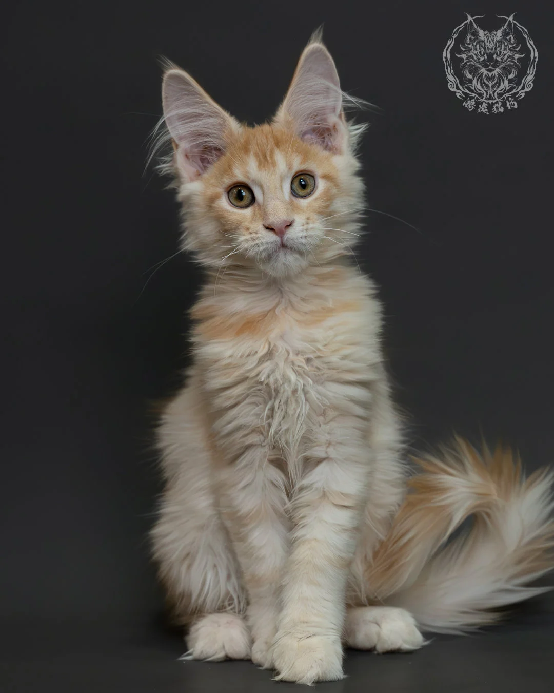 紅銀虎斑緬因貓 6