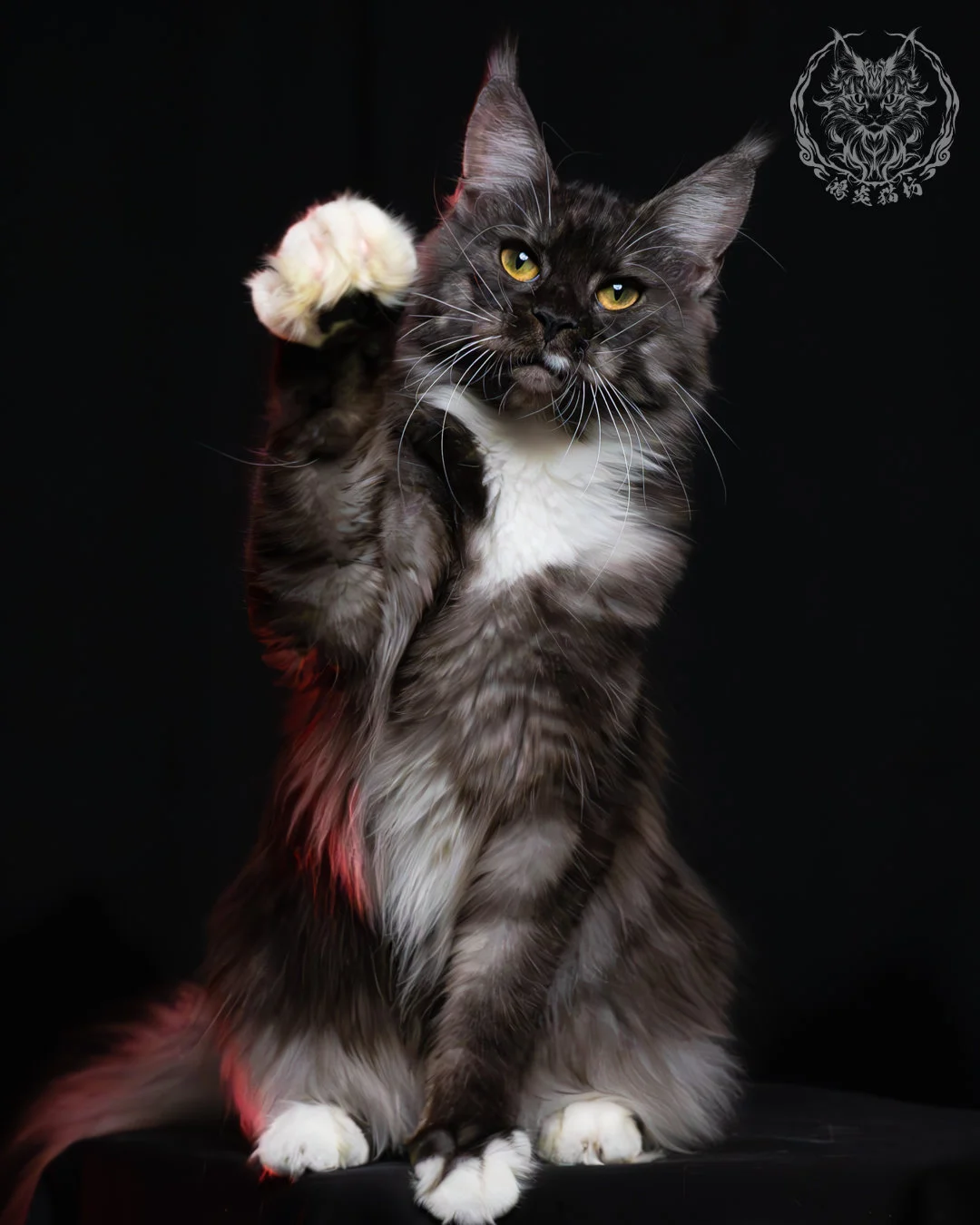 黑煙燻緬因貓(+白)