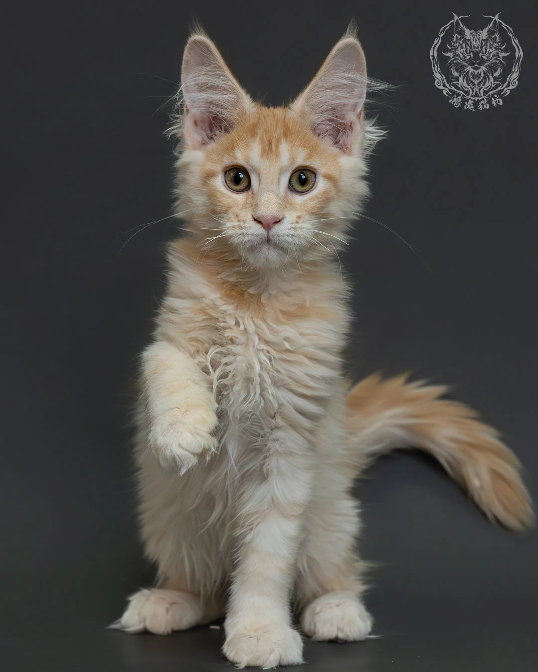 紅銀虎斑緬因貓 3