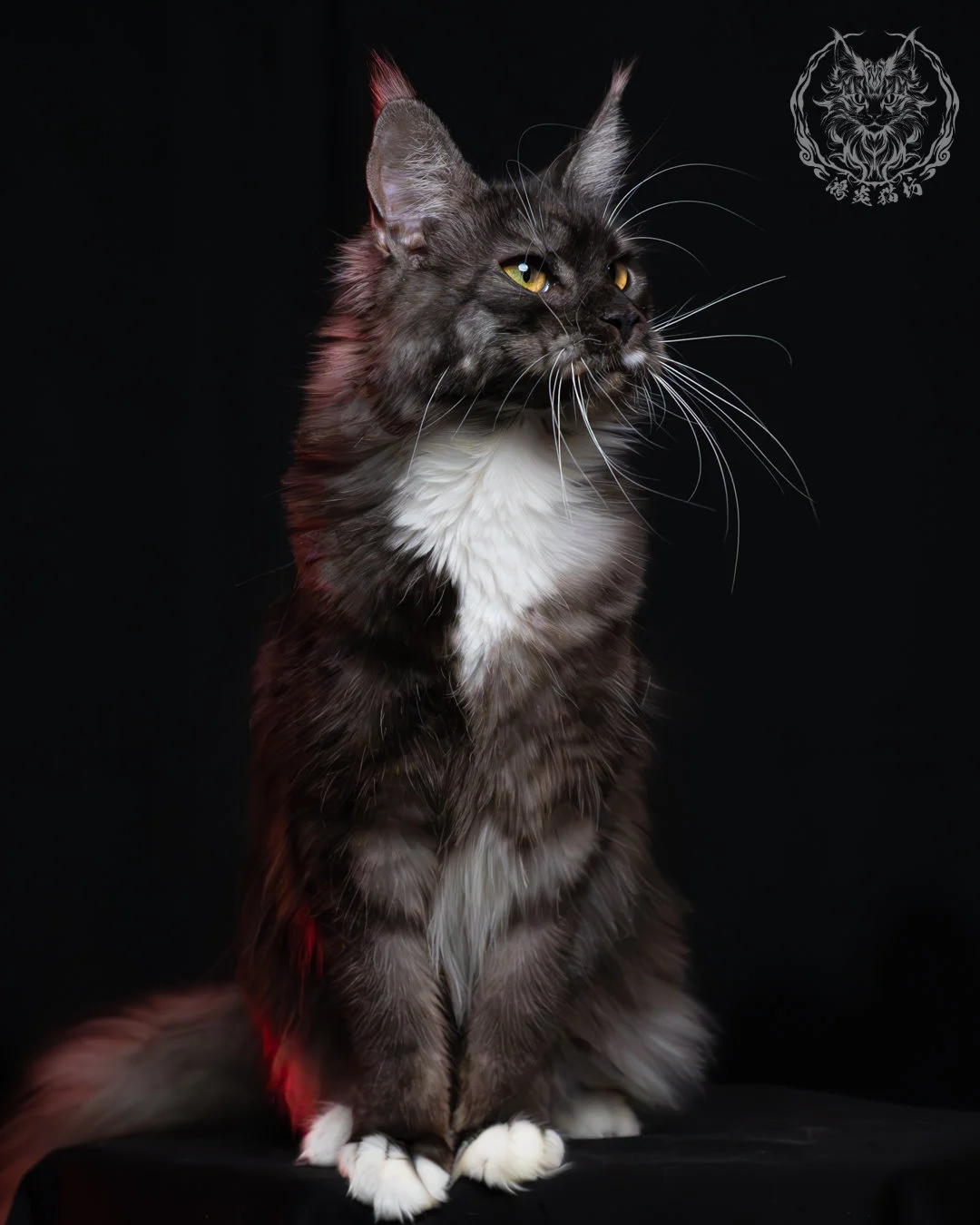 黑煙燻緬因貓(+白)