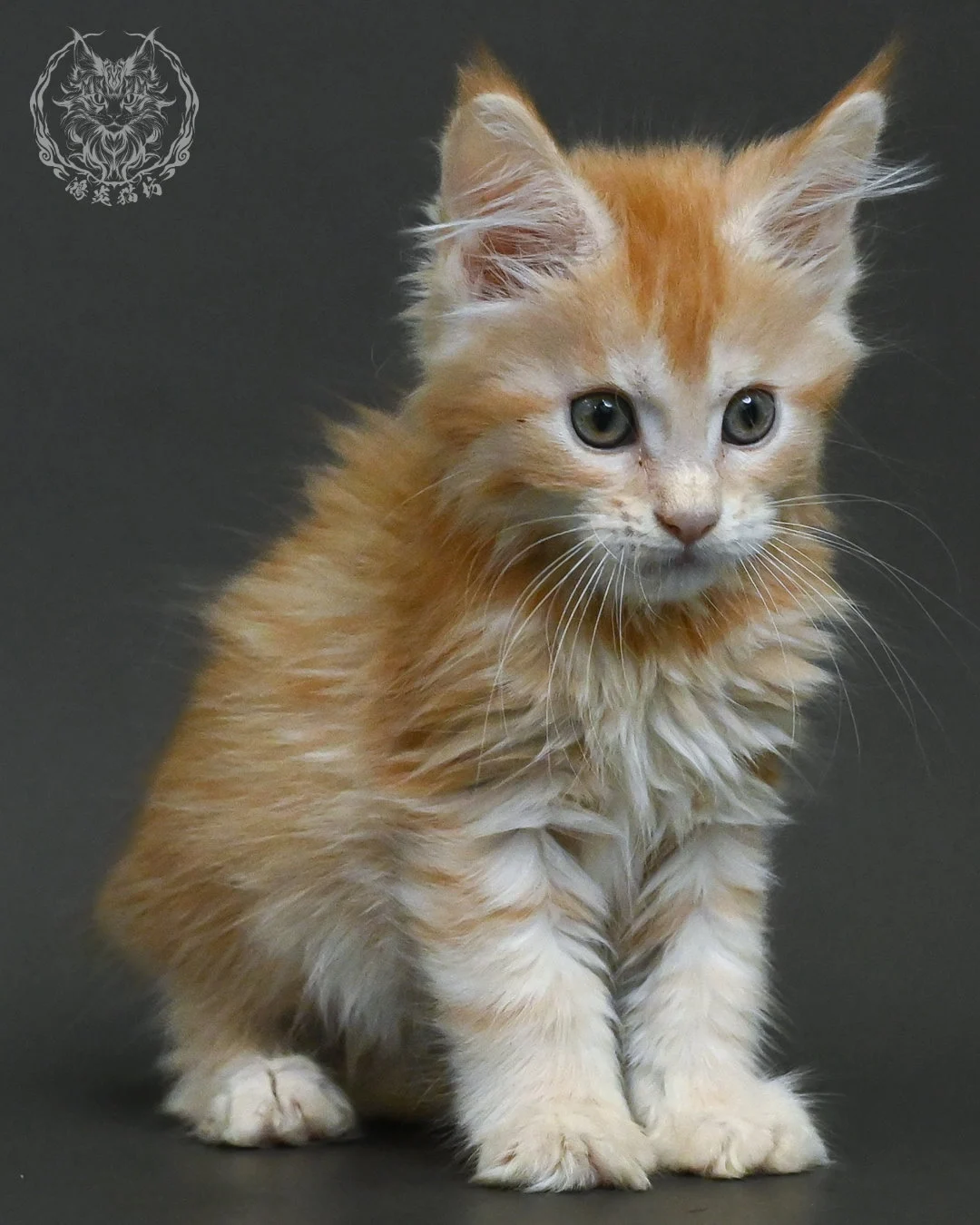 紅銀虎斑緬因貓 3