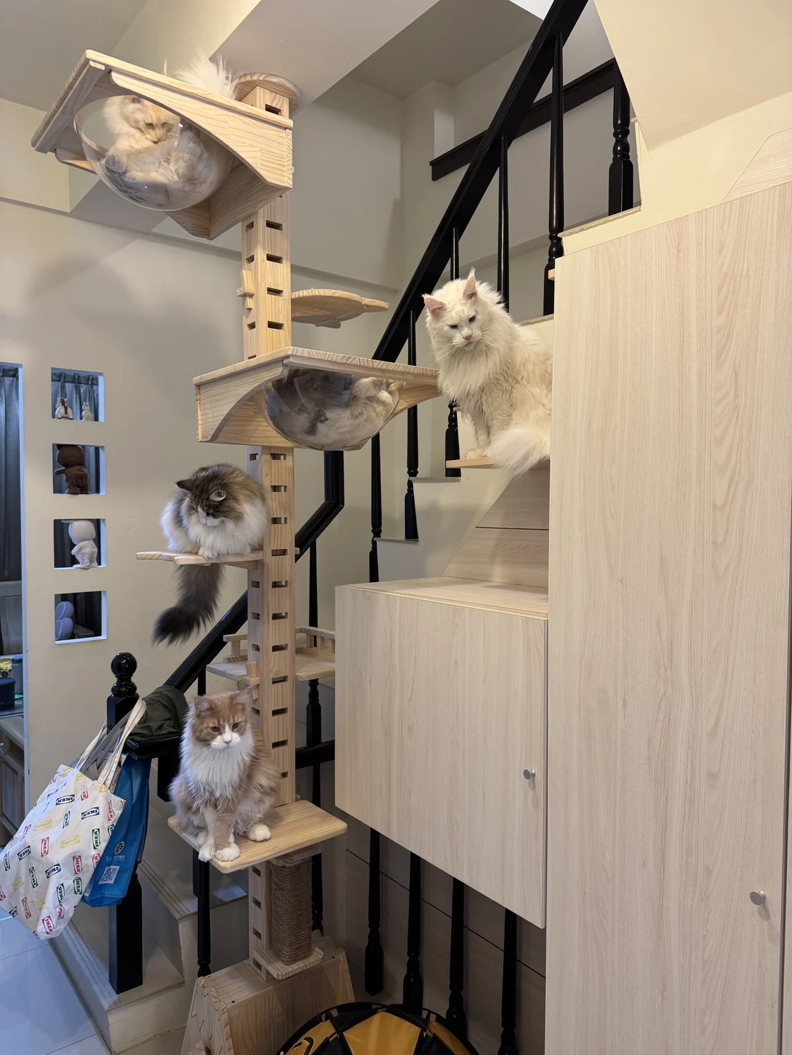 奶油虎斑賓士緬因貓 Garnet 與紅銀虎斑緬因貓 Kito 在家中貓跳台的日常互動紀錄