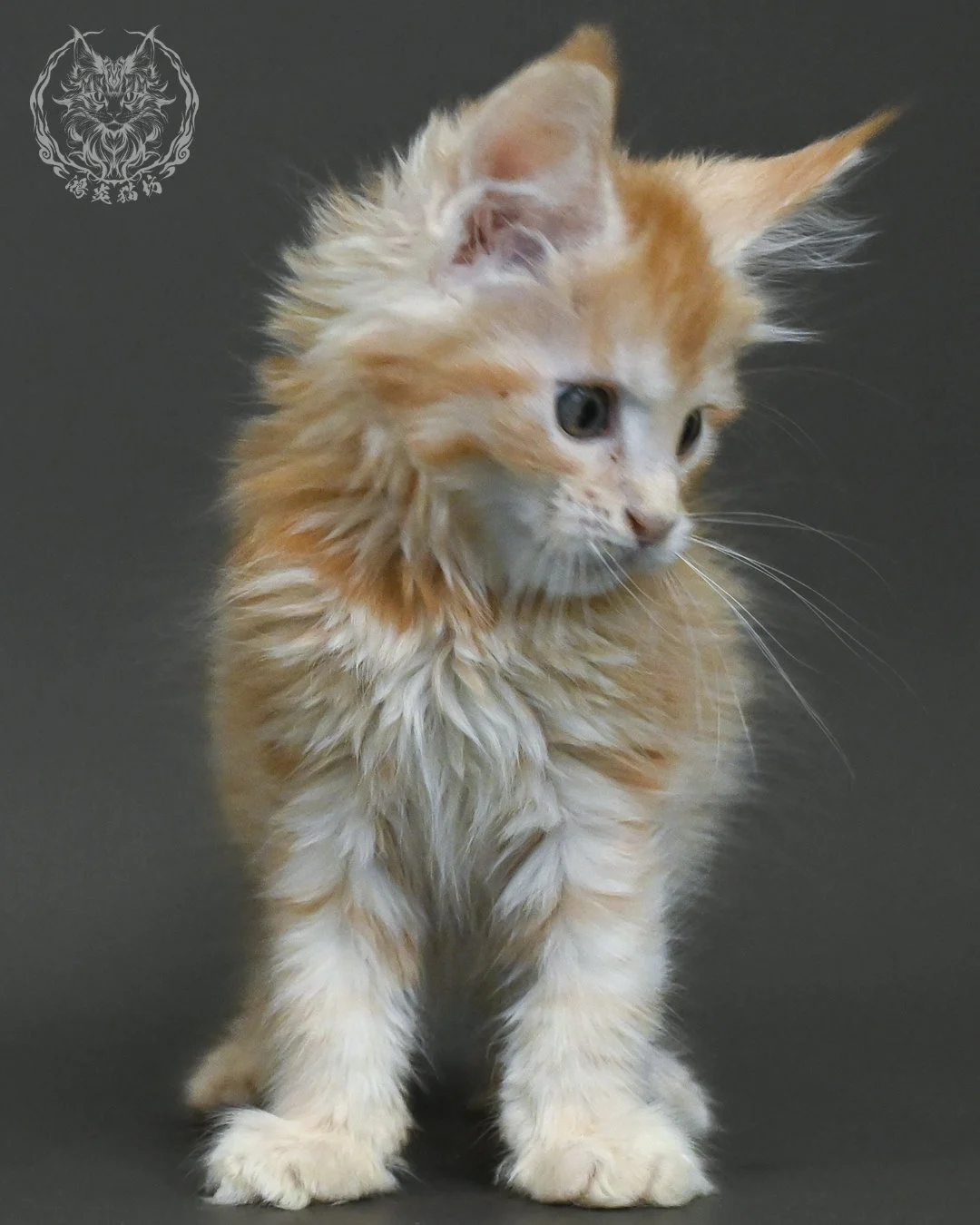 紅銀虎斑緬因貓 9