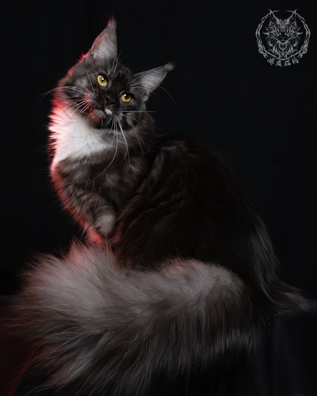 黑煙燻緬因貓(+白)