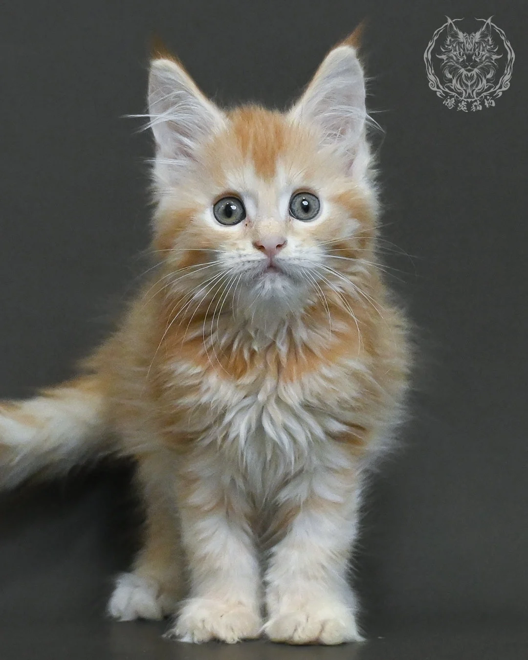 紅銀虎斑緬因貓 7