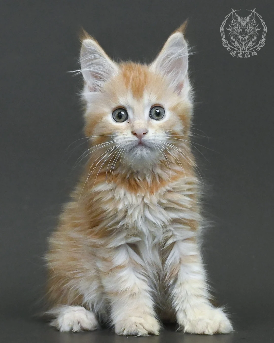 紅銀虎斑緬因貓 1