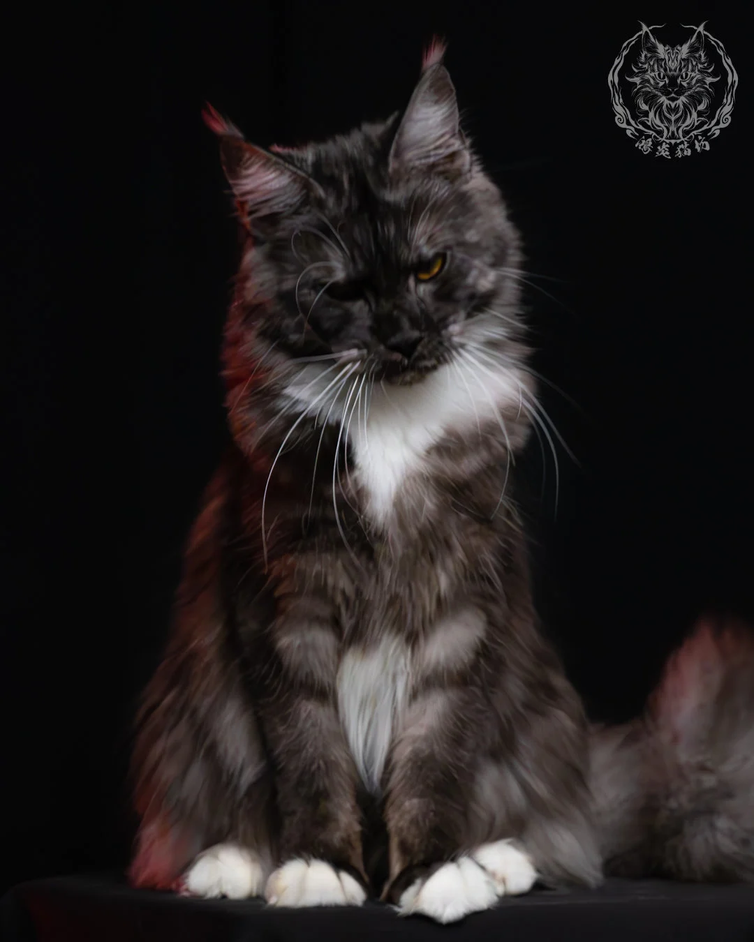 黑煙燻緬因貓(+白)