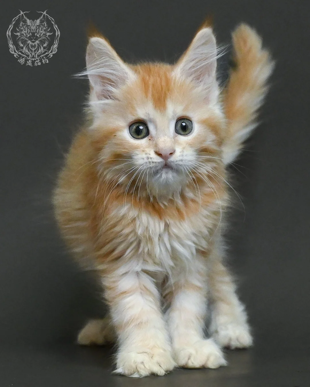 紅銀虎斑緬因貓 18