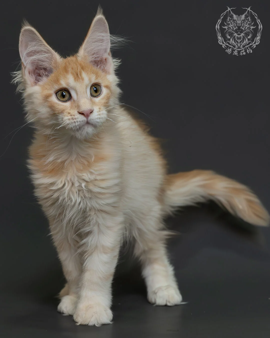 紅銀虎斑緬因貓 4