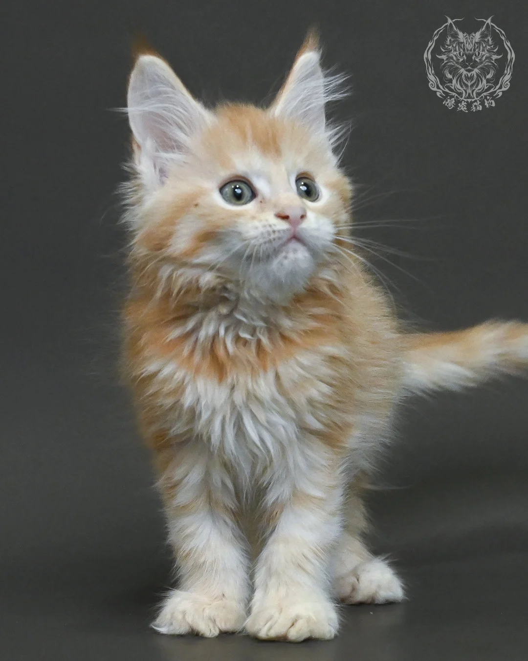 紅銀虎斑緬因貓 13