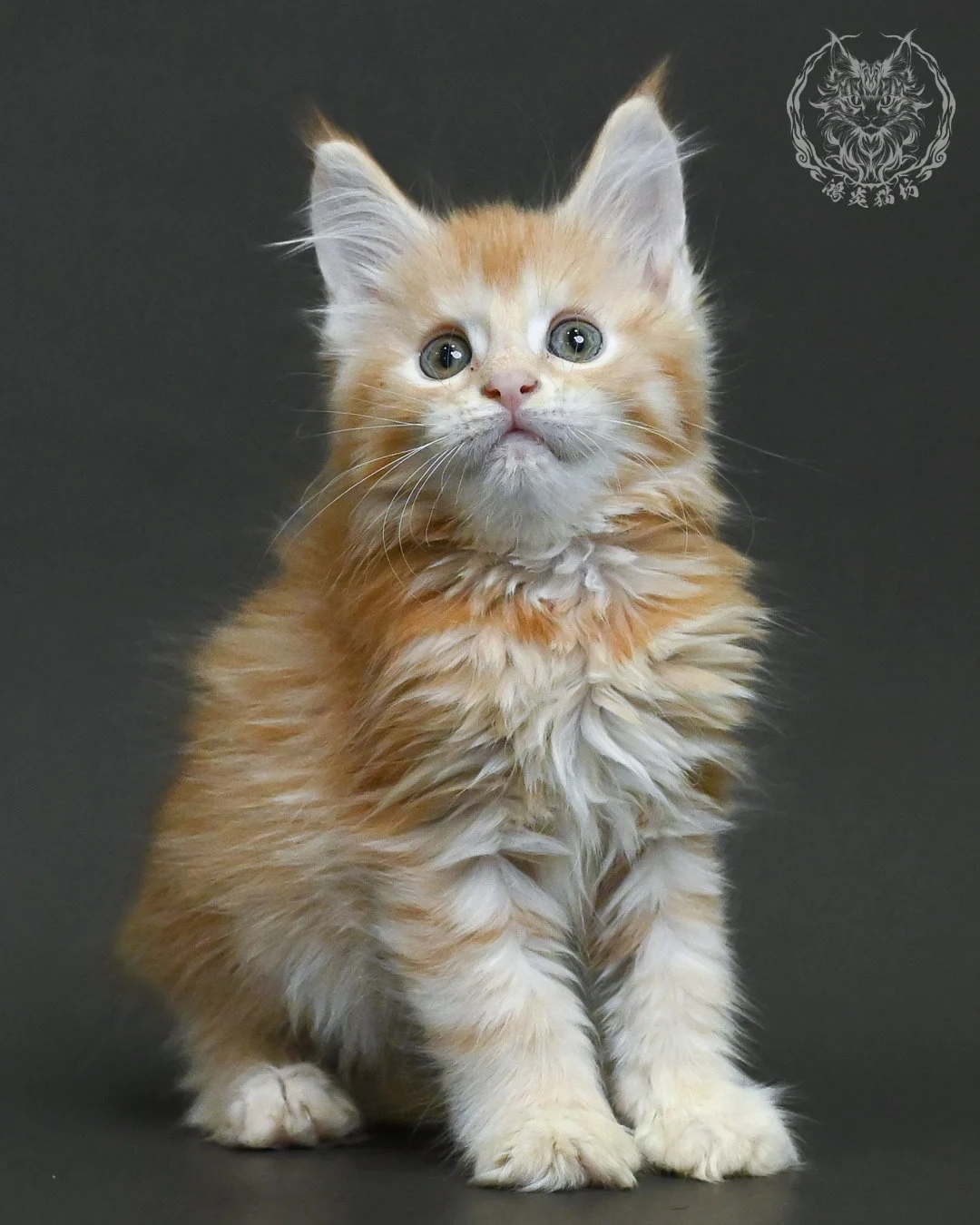 紅銀虎斑緬因貓 2