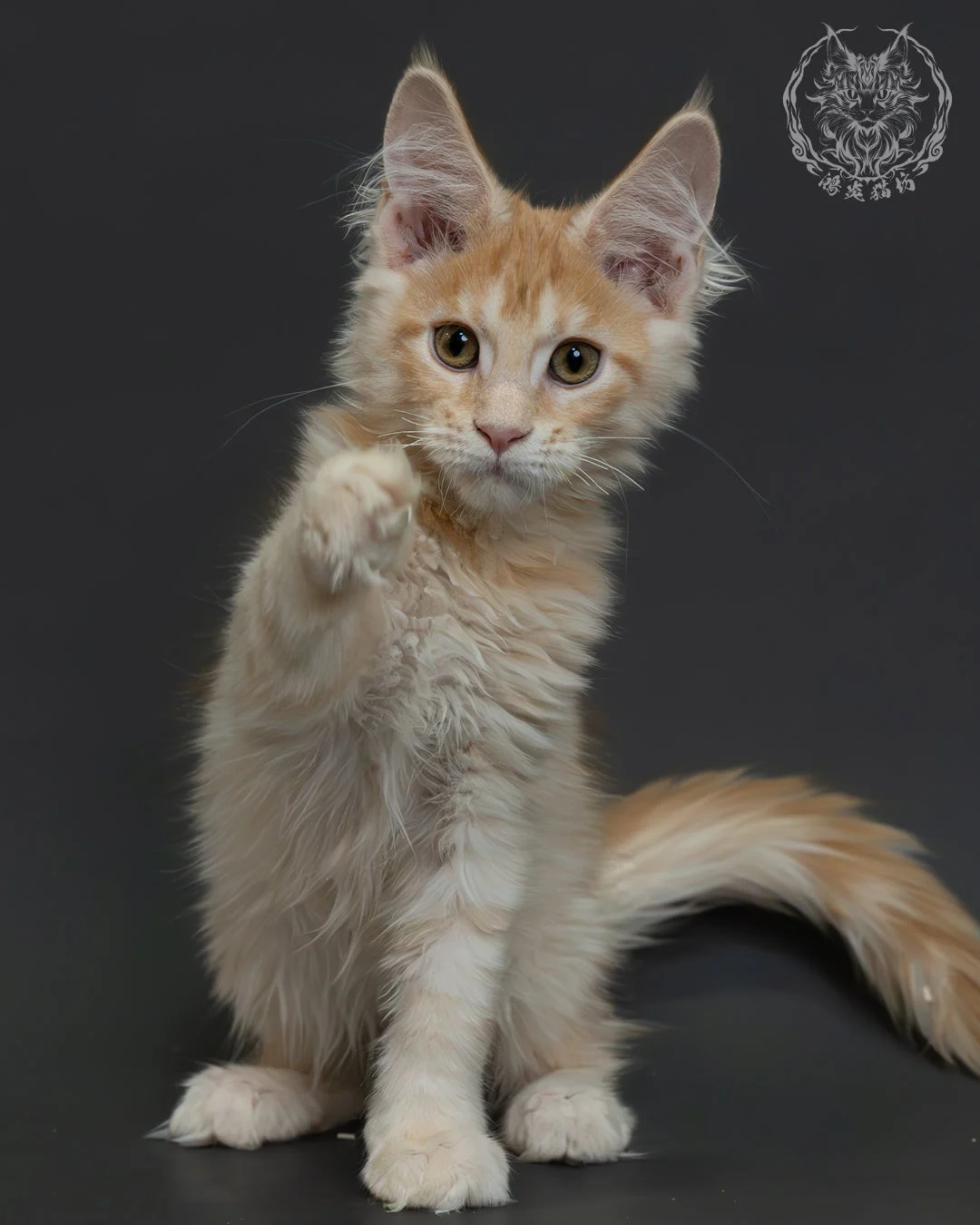 紅銀虎斑緬因貓 2