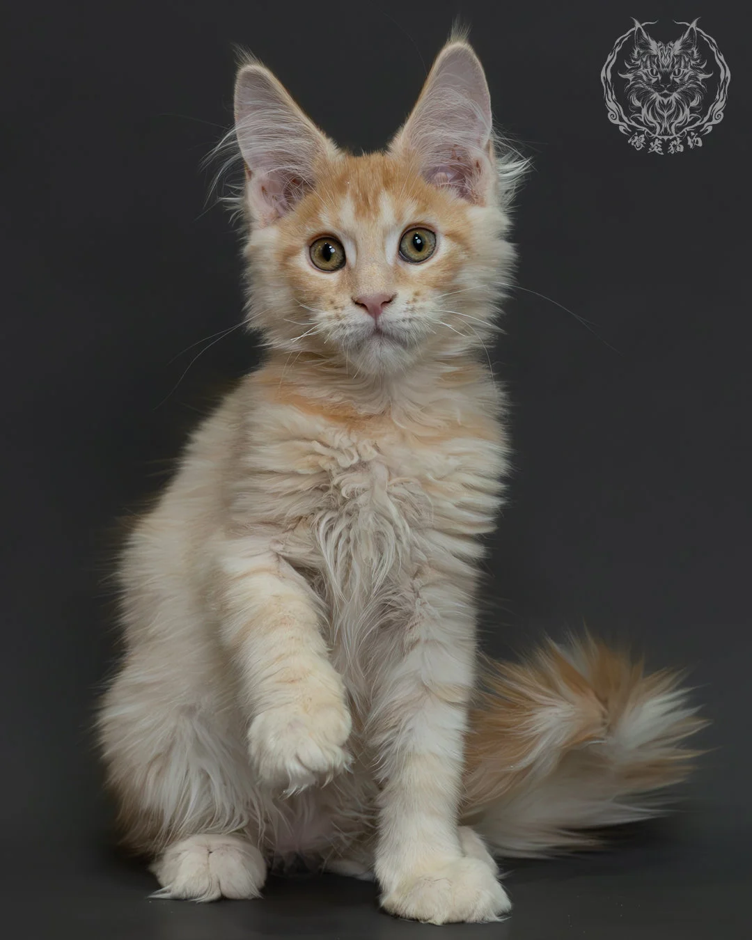 紅銀虎斑緬因貓 8