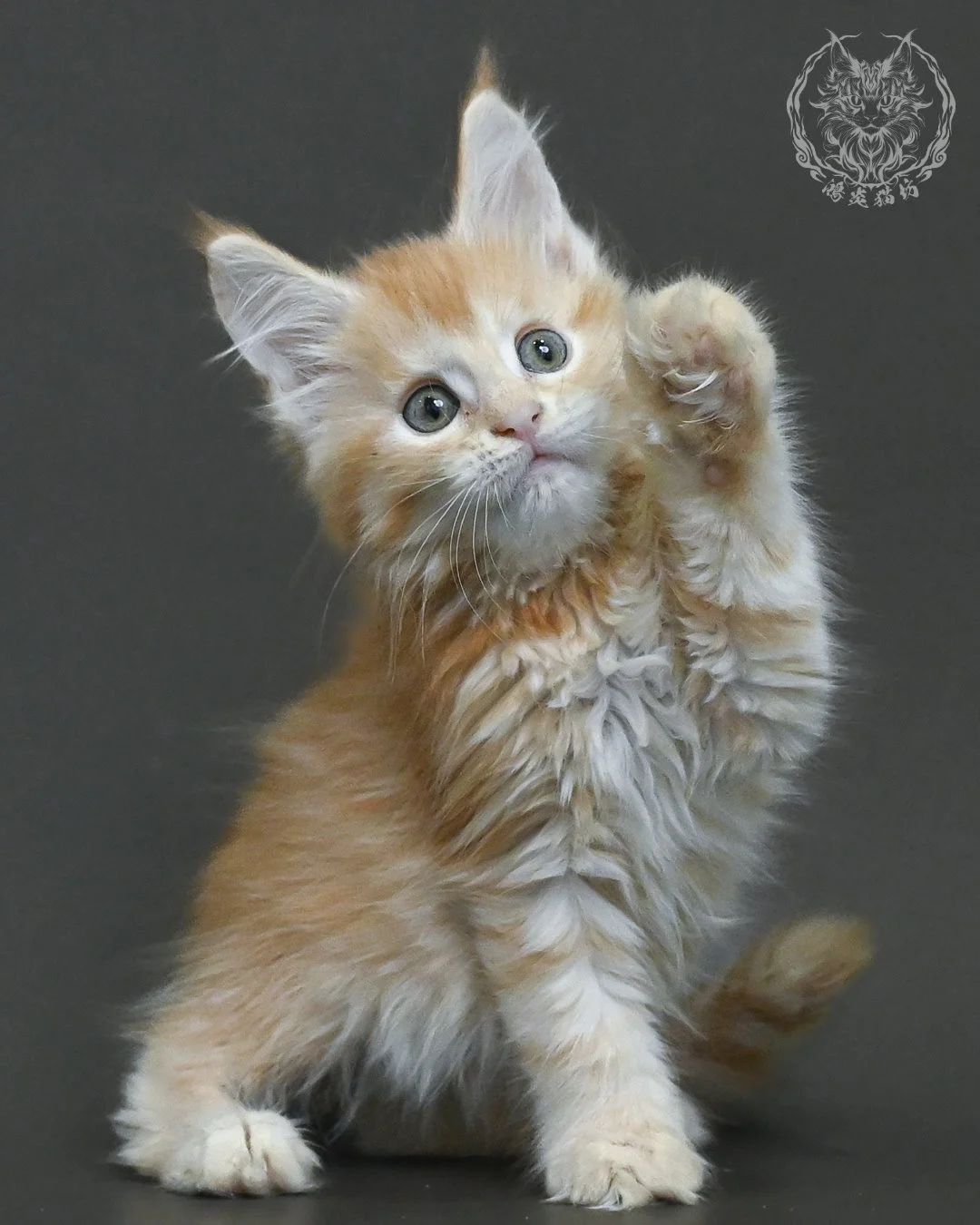 紅銀虎斑緬因貓 4