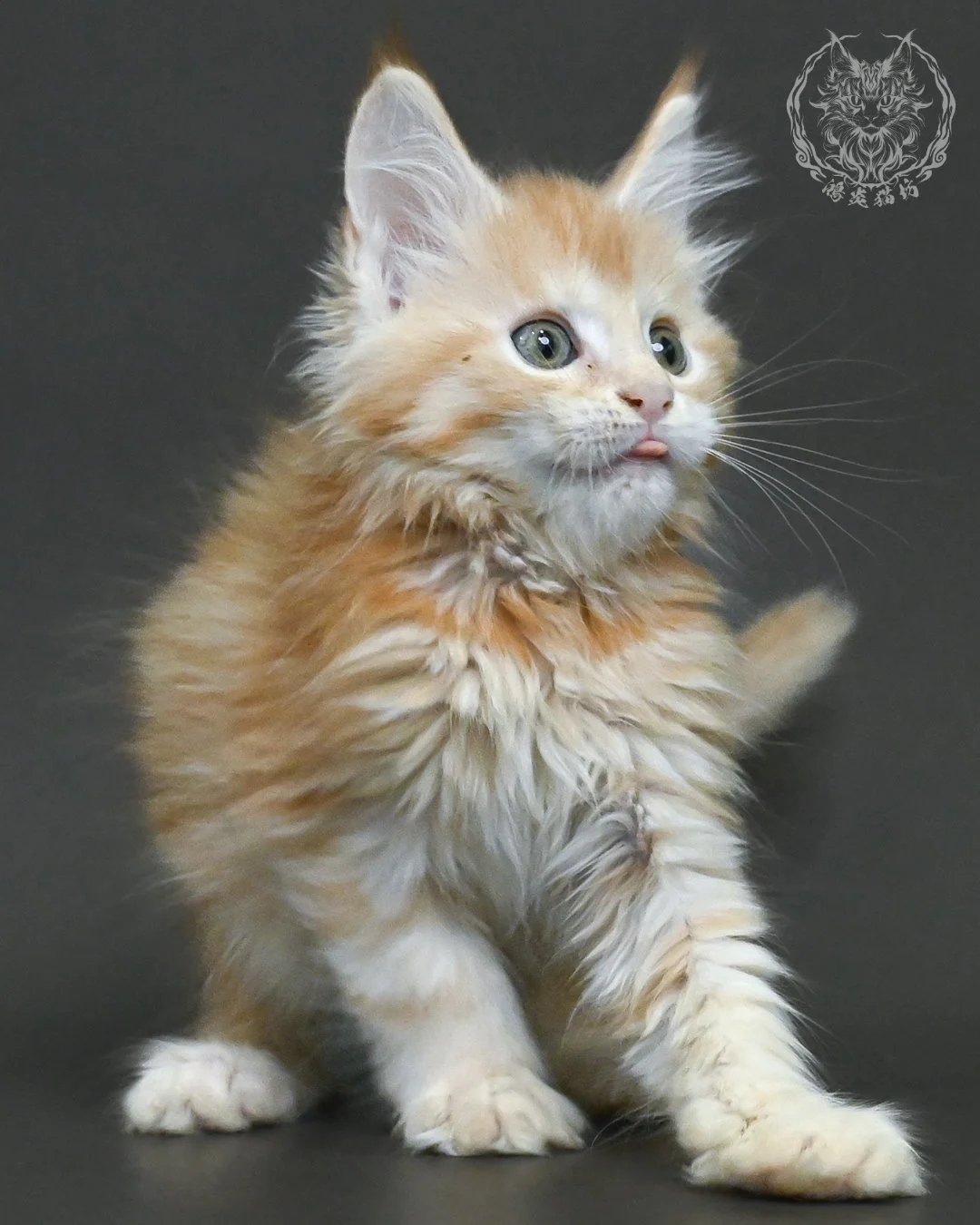 紅銀虎斑緬因貓 16