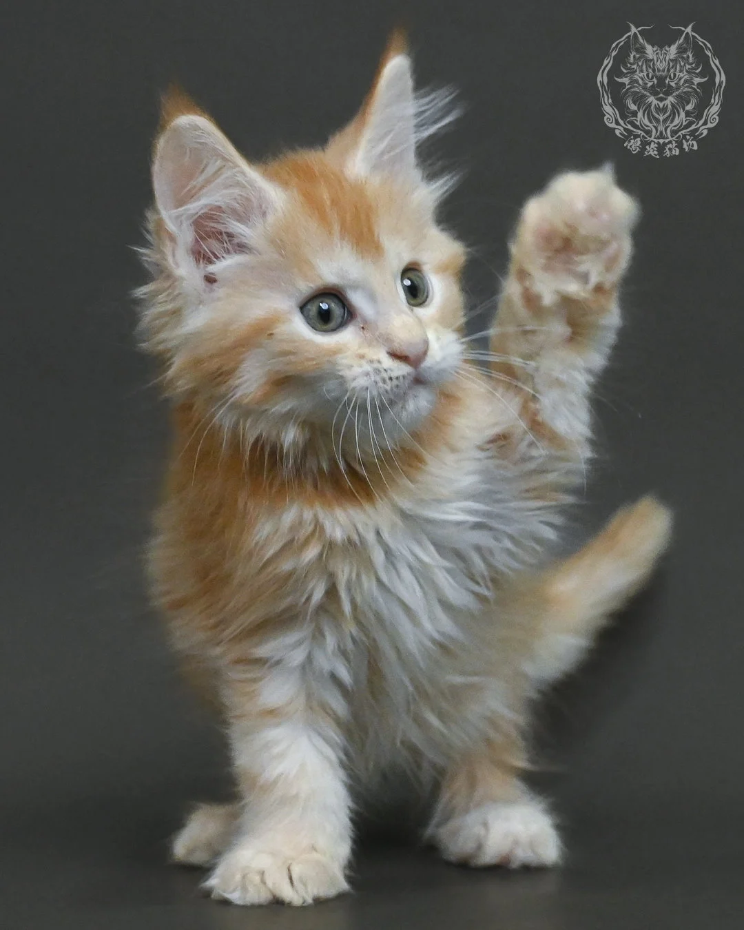 紅銀虎斑緬因貓 14