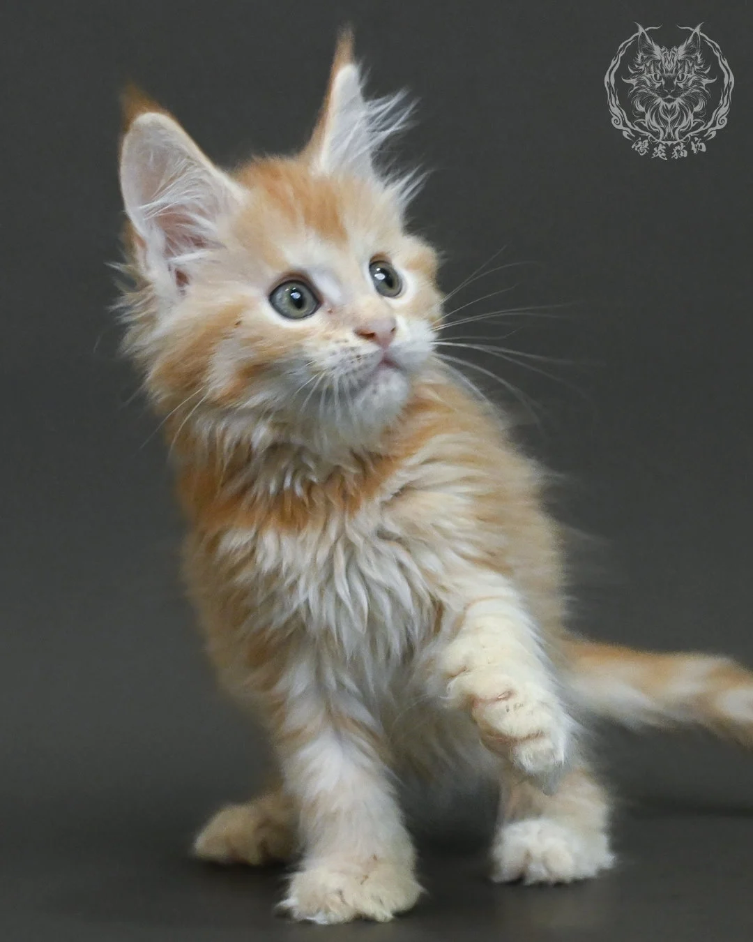 紅銀虎斑緬因貓 10