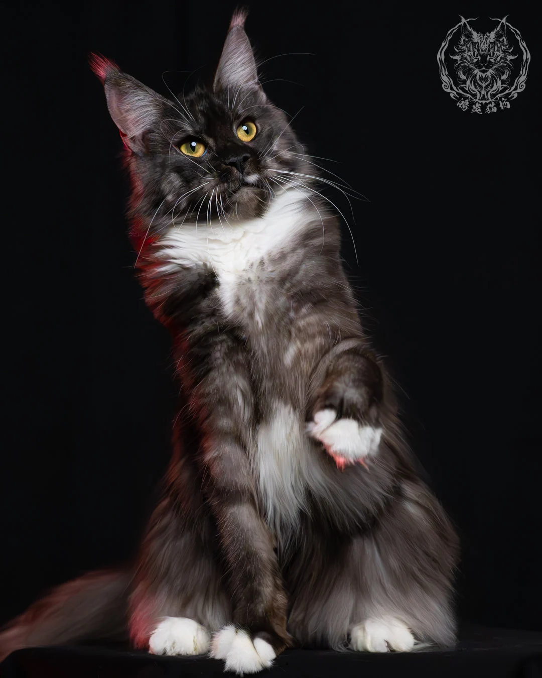 黑煙燻緬因貓(+白)