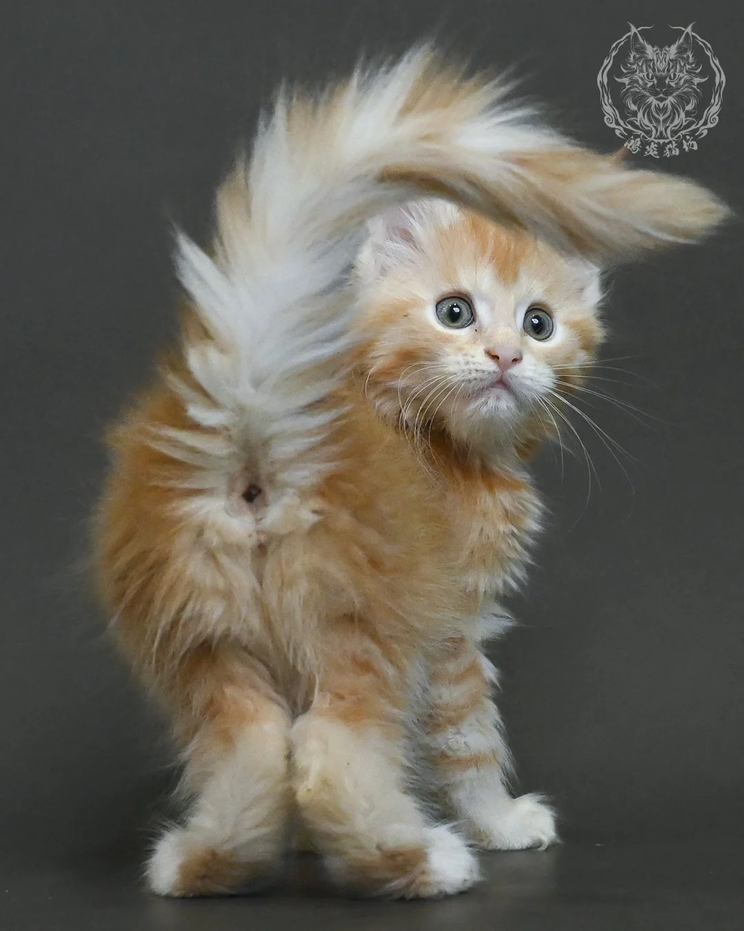 紅銀虎斑緬因貓 6