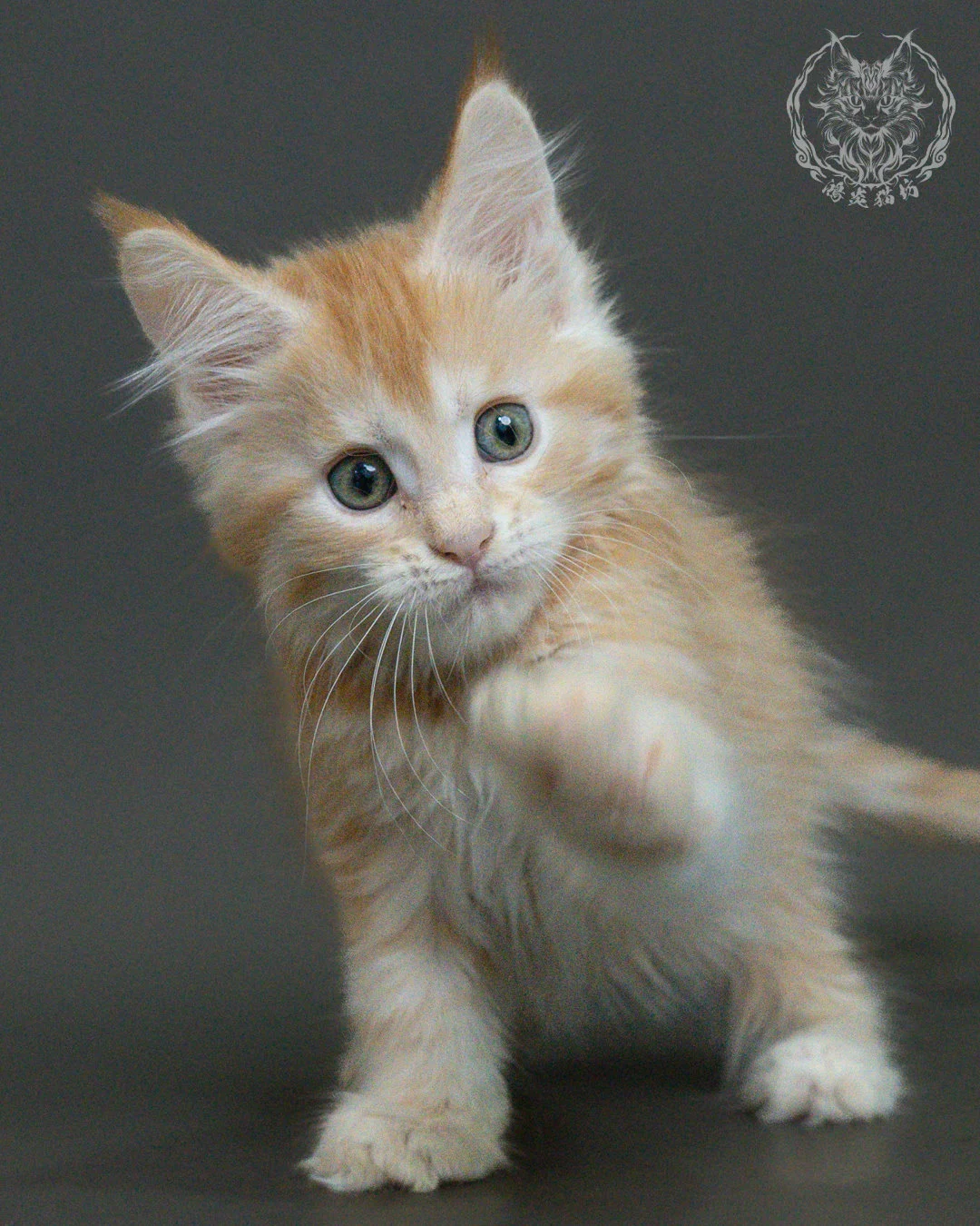 紅銀虎斑緬因貓 12