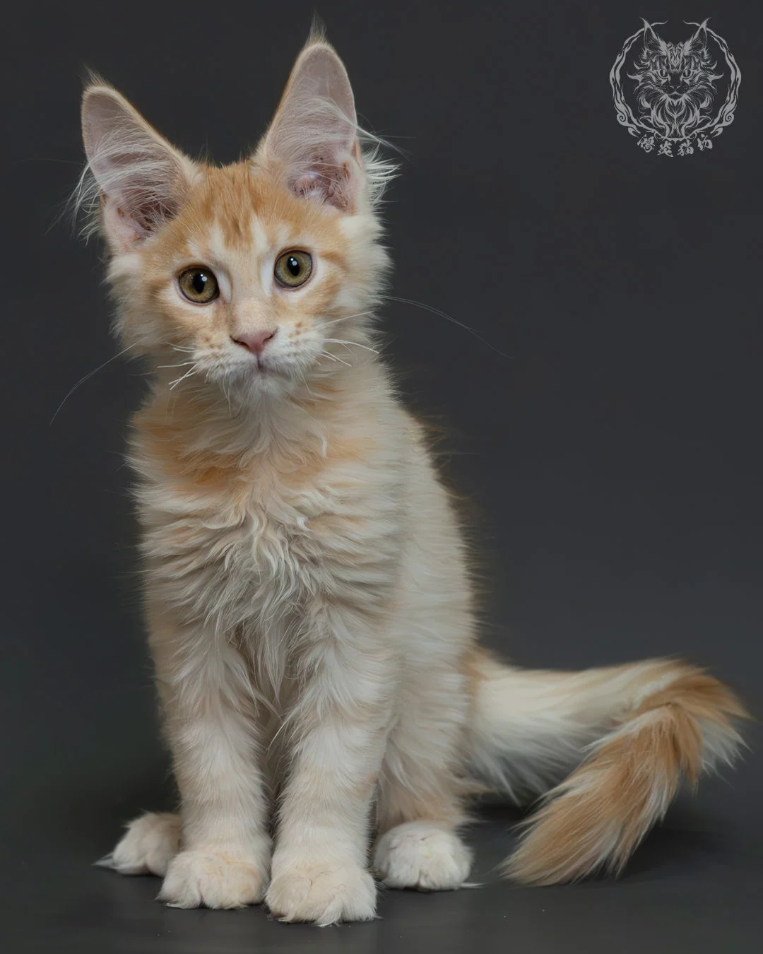 紅銀虎斑緬因貓 1